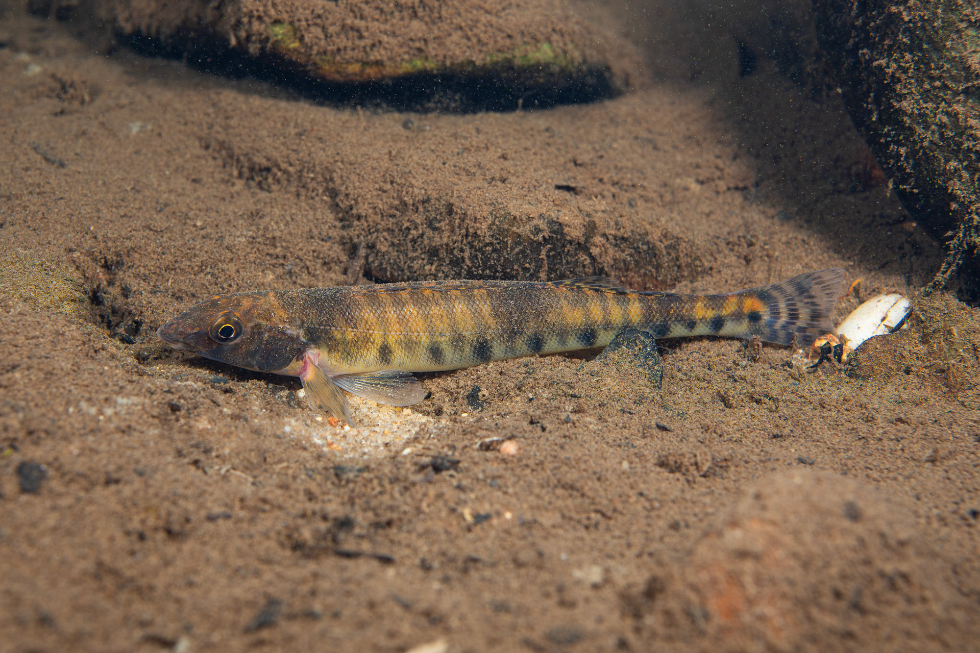 Common Logperch