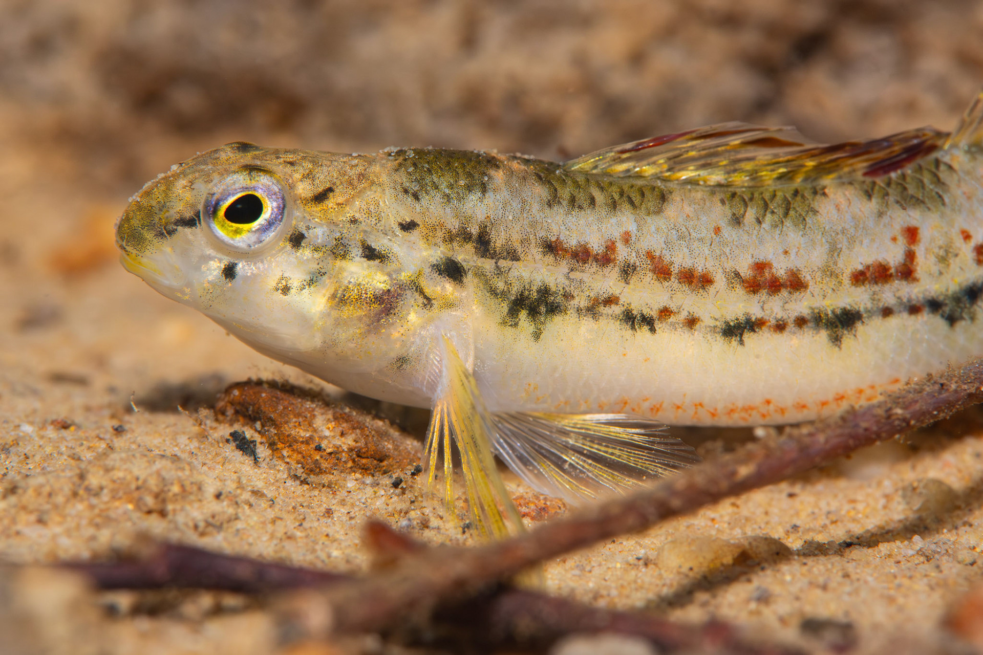 Sipsy Fork Darter