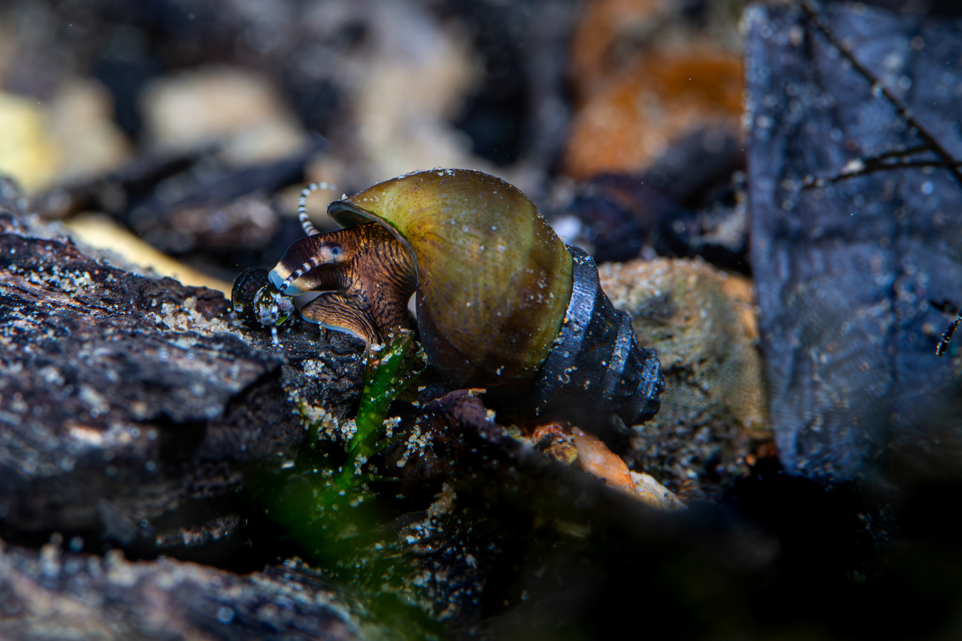Elimia Snails