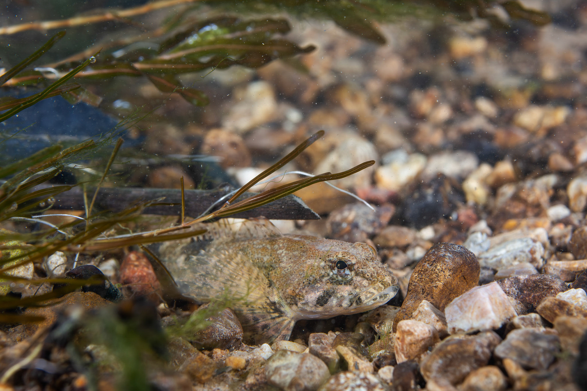 Banded Sculpin