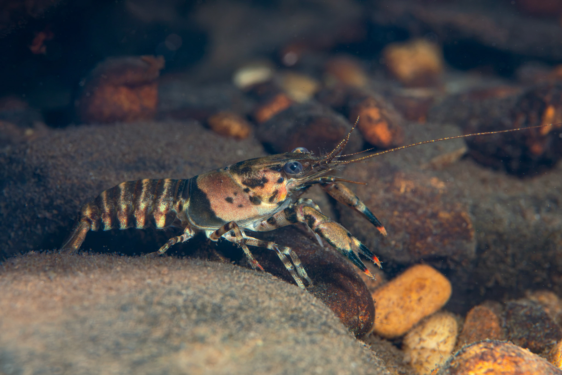 Powerful Crayfish