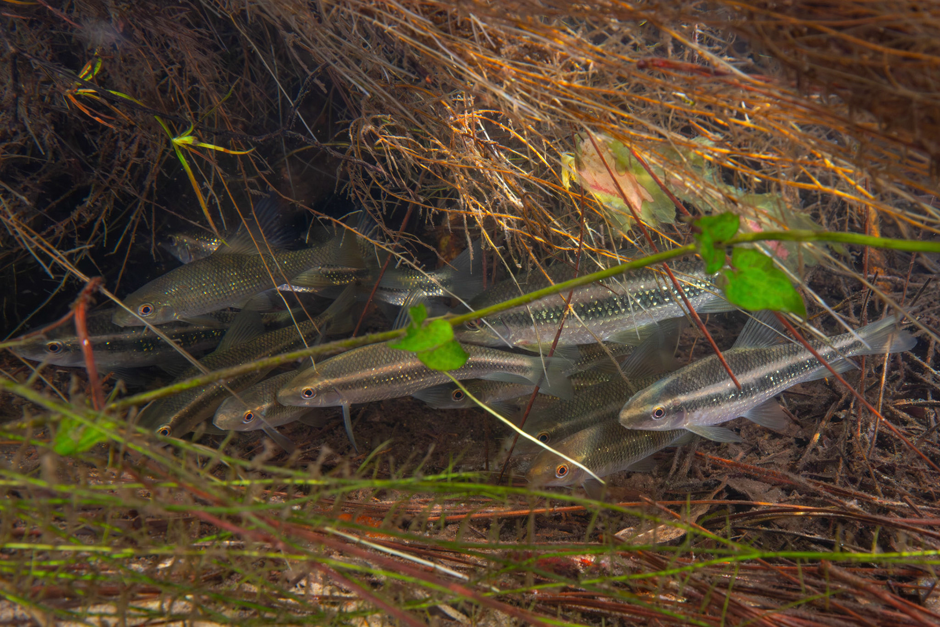 Sharpfin Chubsucker (Erimyzon tenuis)