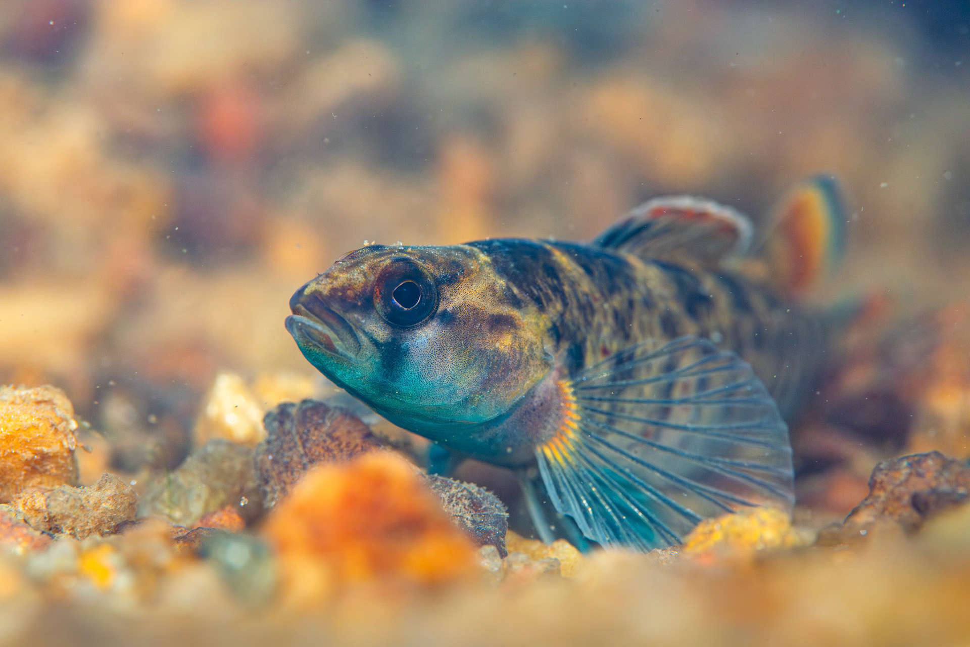 Lipstick Darter