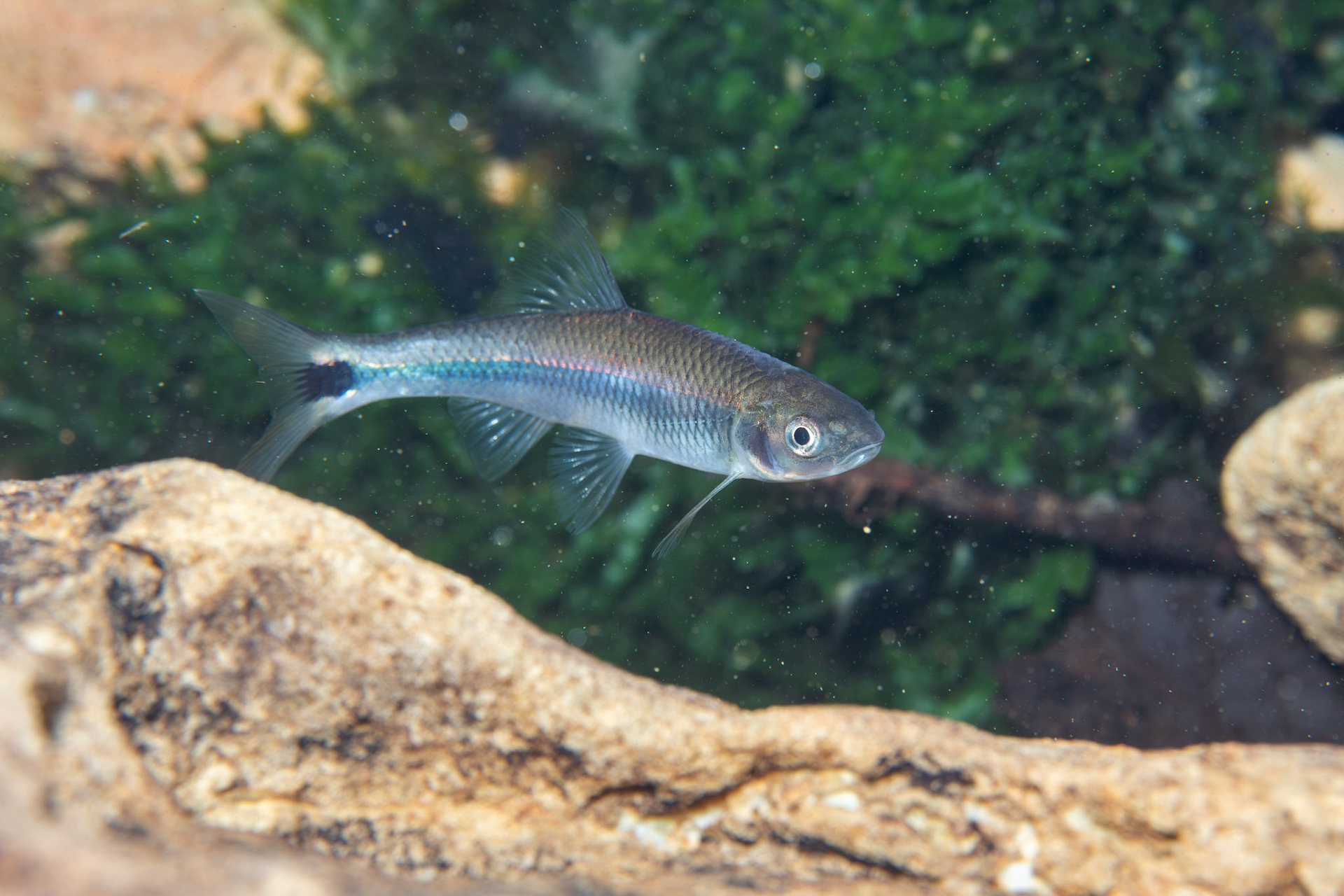 Slender Blacktail Shiner
