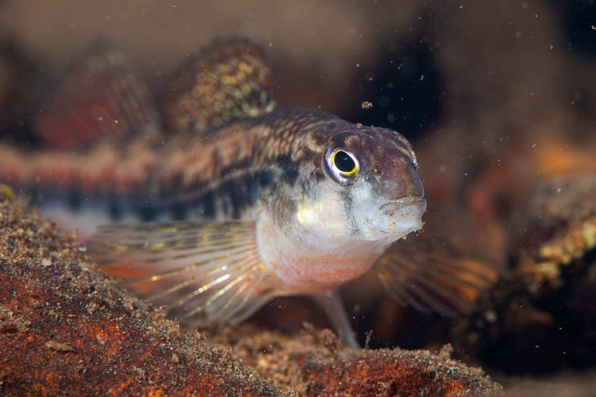 Blackstripe Snubnose Darter