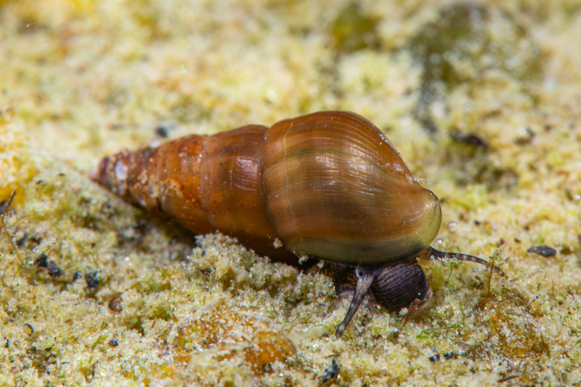 Elimia sp.