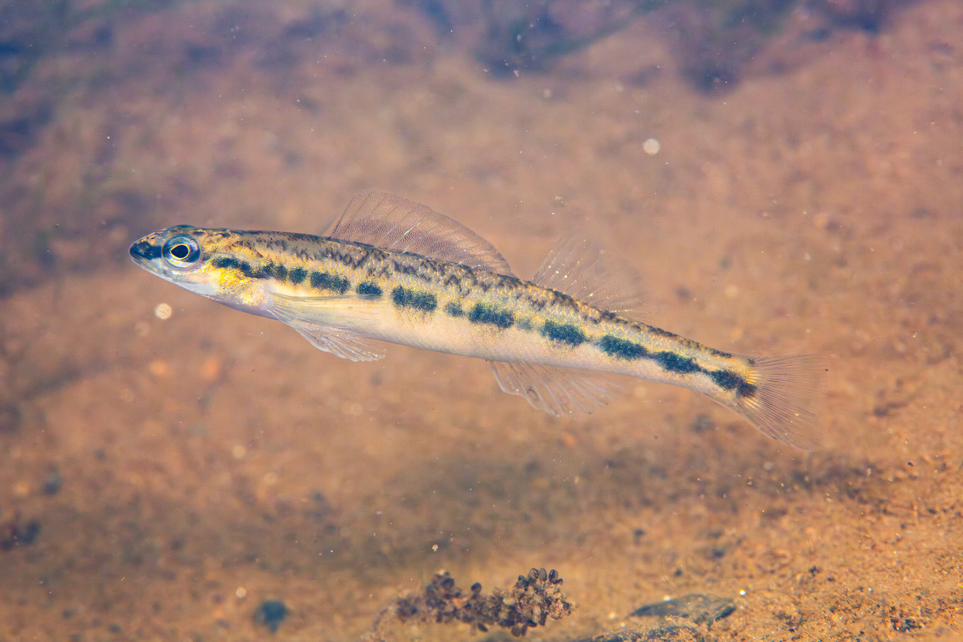 Muscadine Darter