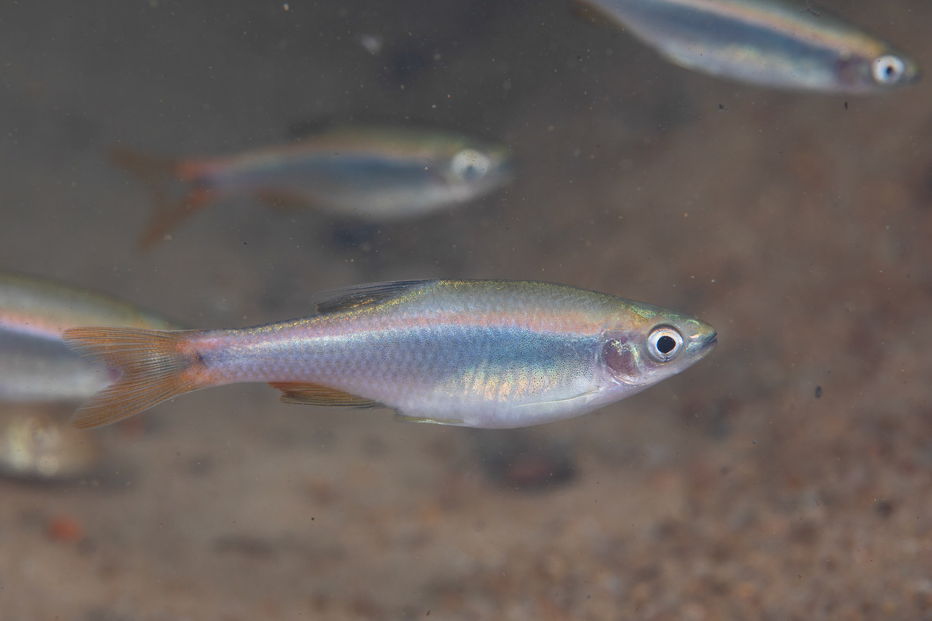 Broadstripe Shiner