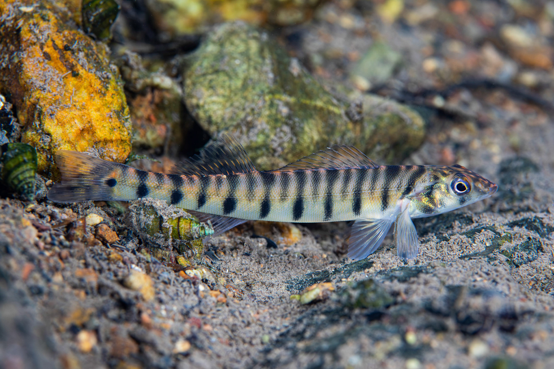 Mobile Logperch