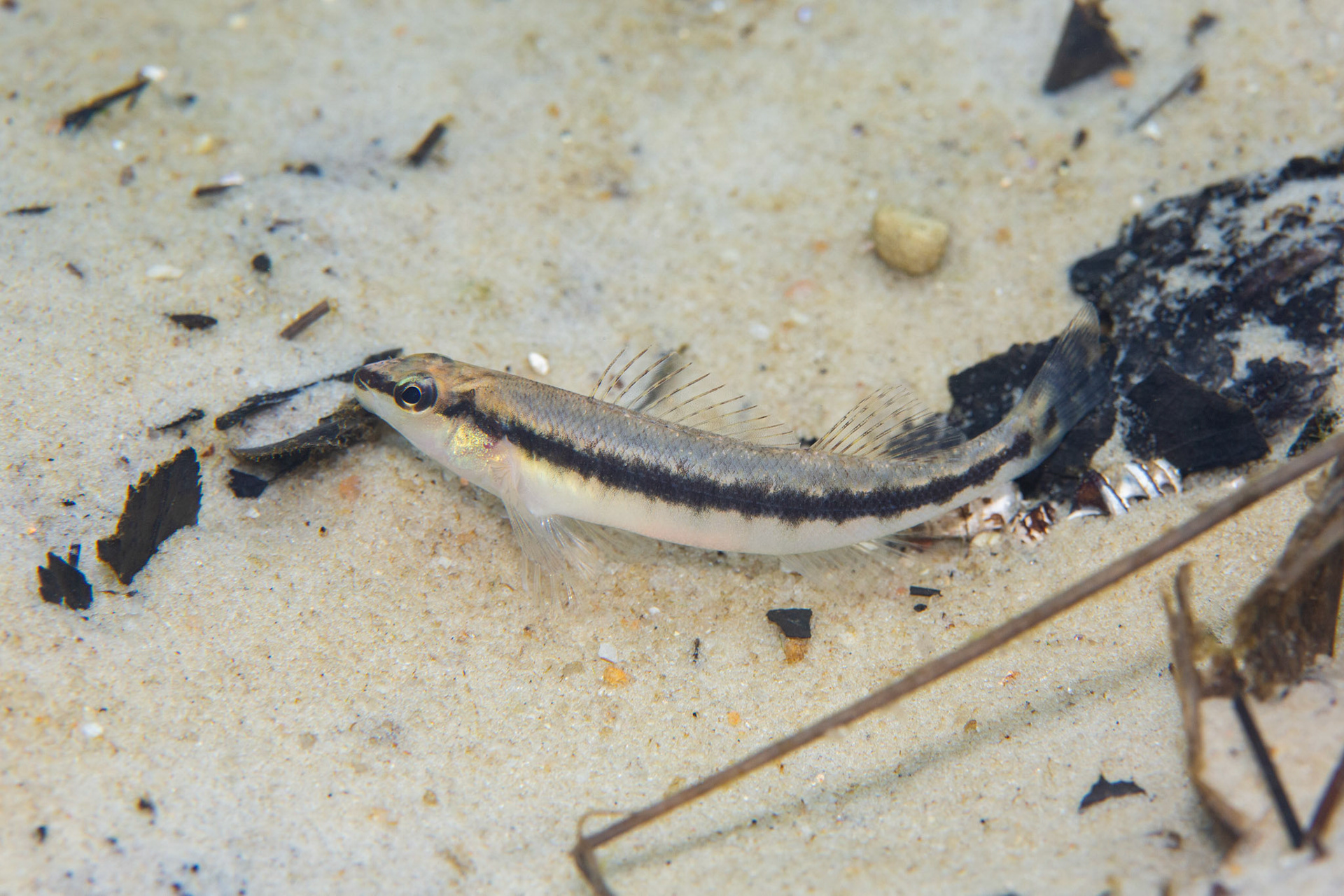 Blackbanded Darter