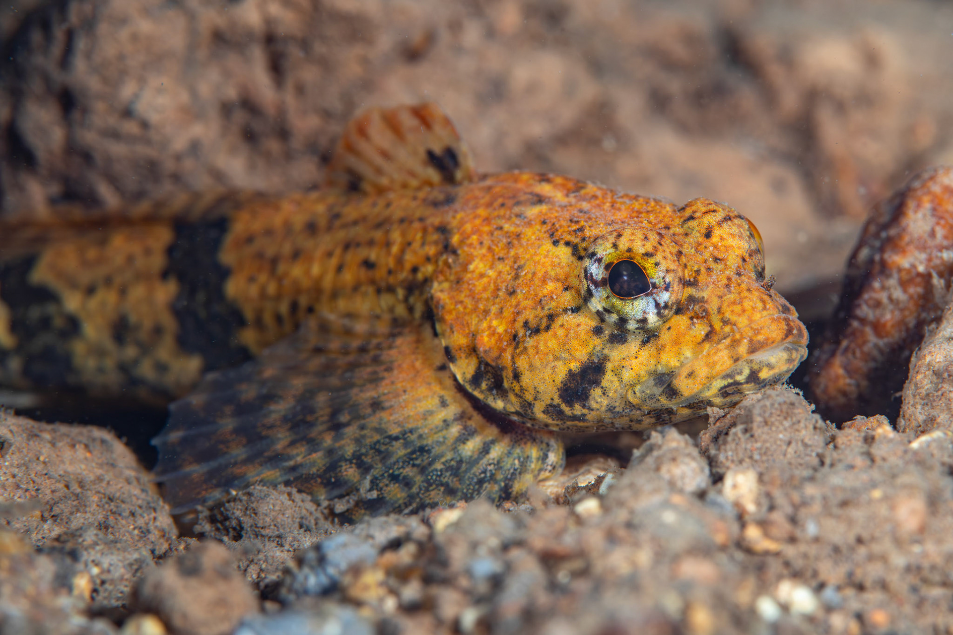 Banded Sculpin