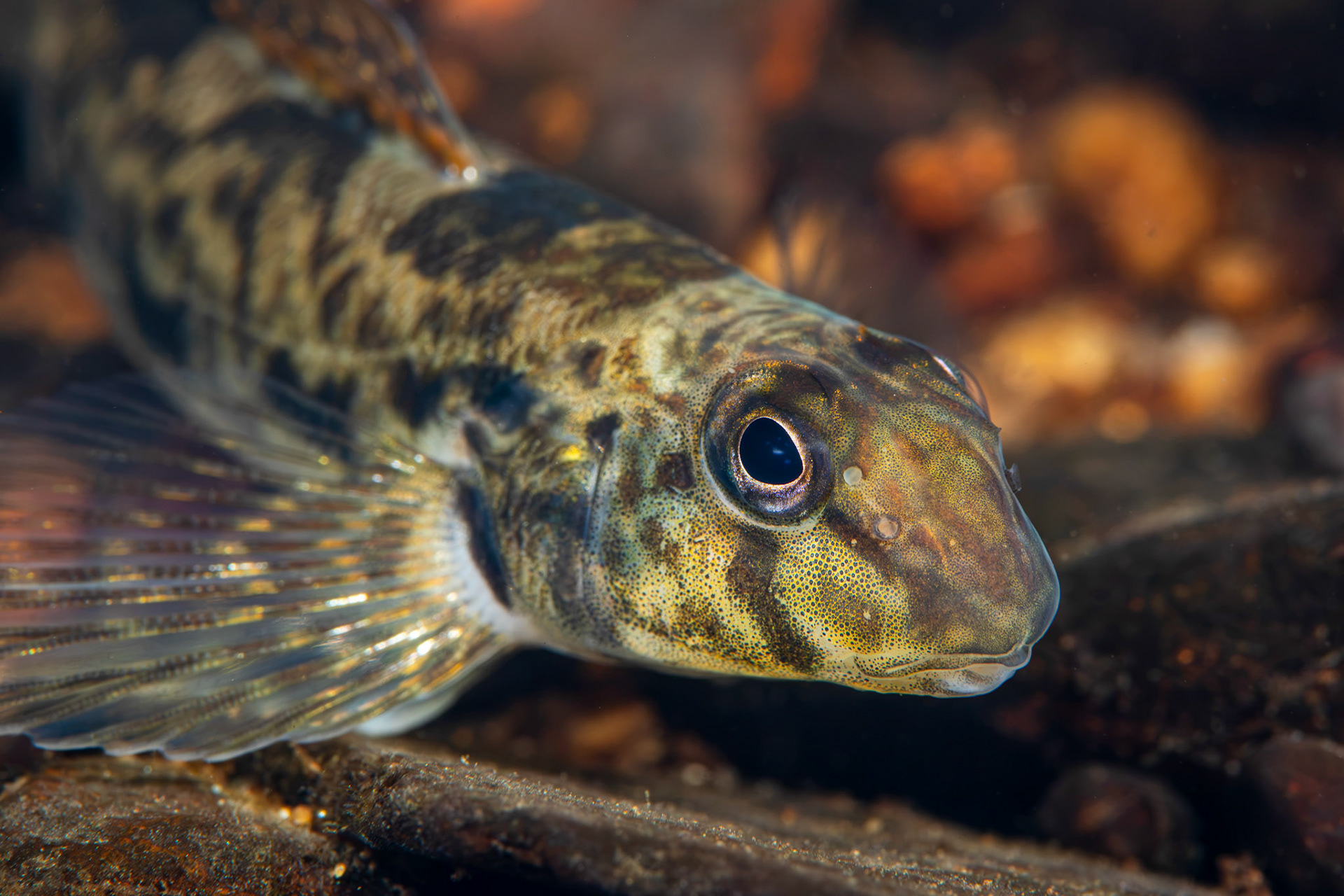 Greenside Darter