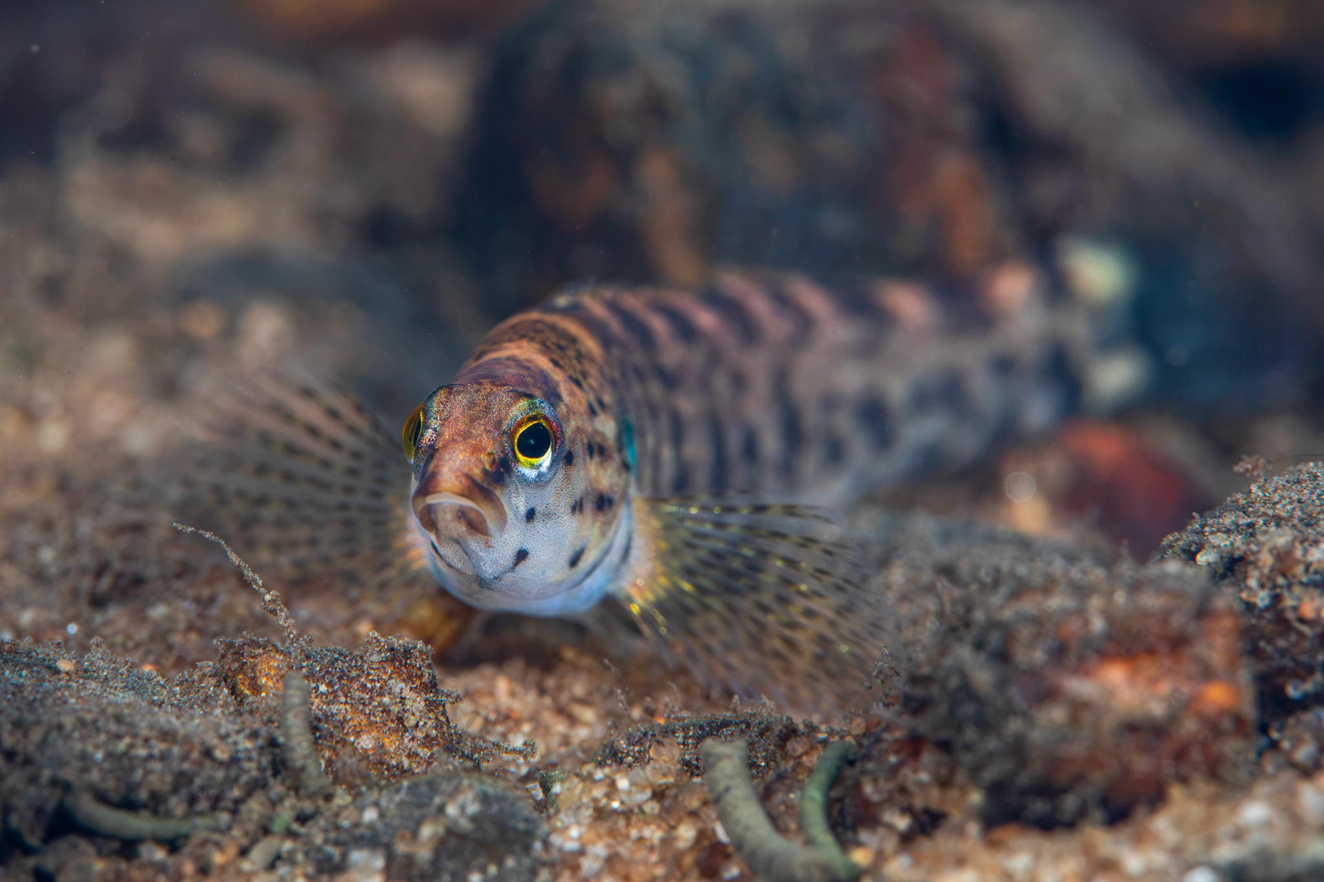 Redline Darter