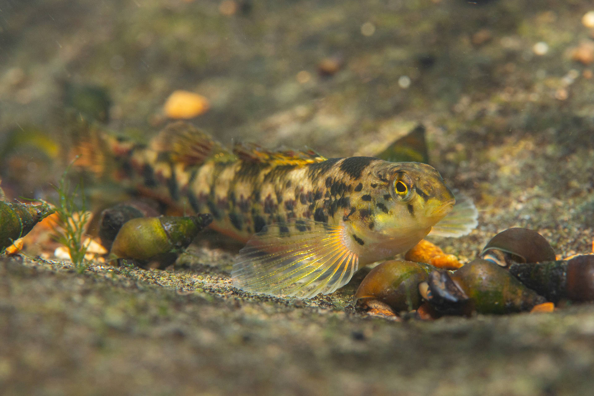 Vermilion Darter (Etheostoma chermocki)