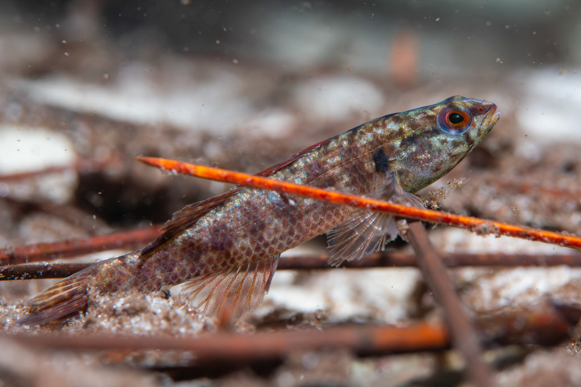 Okaloosa darter (Etheostoma okaloosae)