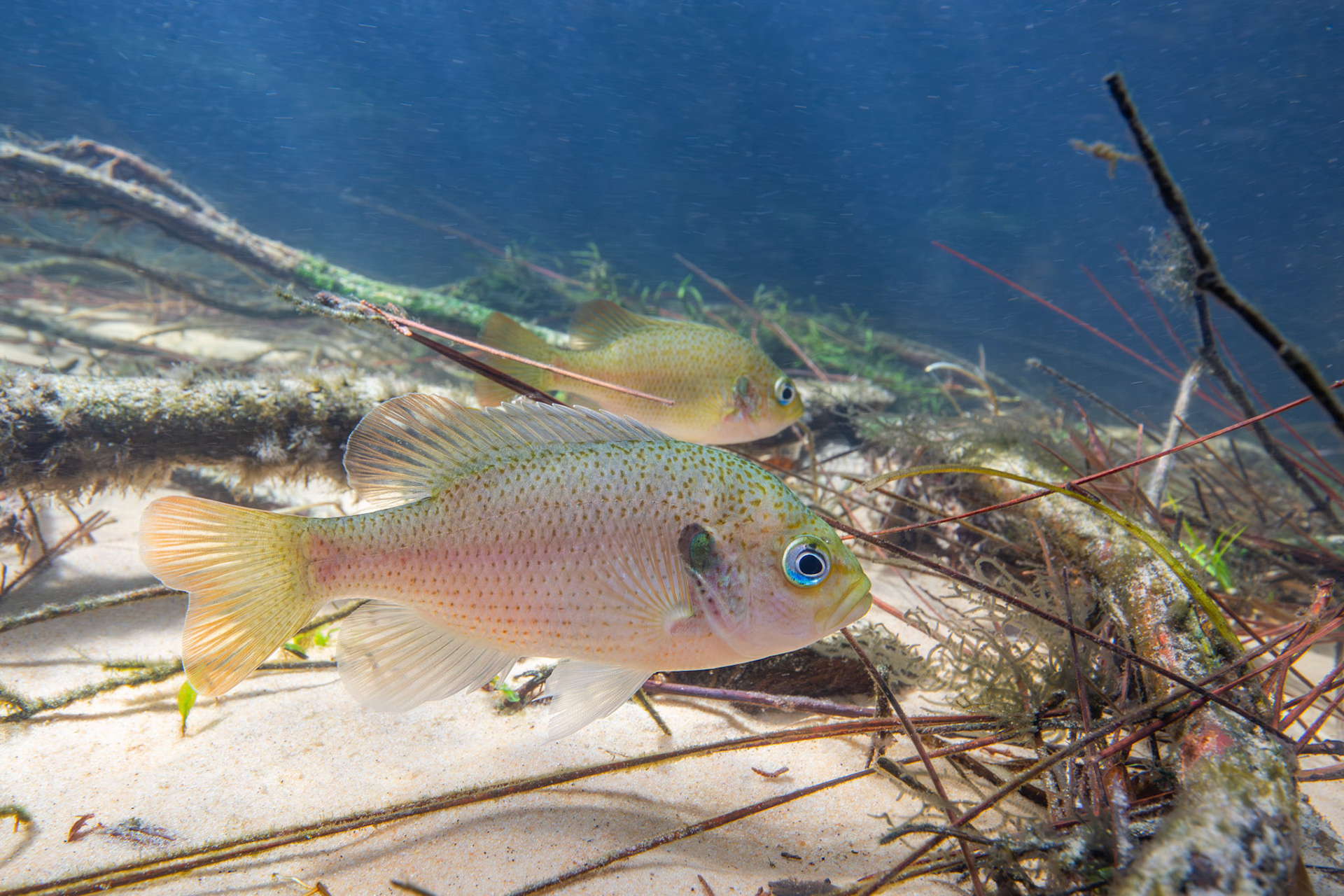 Spotted Sunfish (Lepomis punctatus)