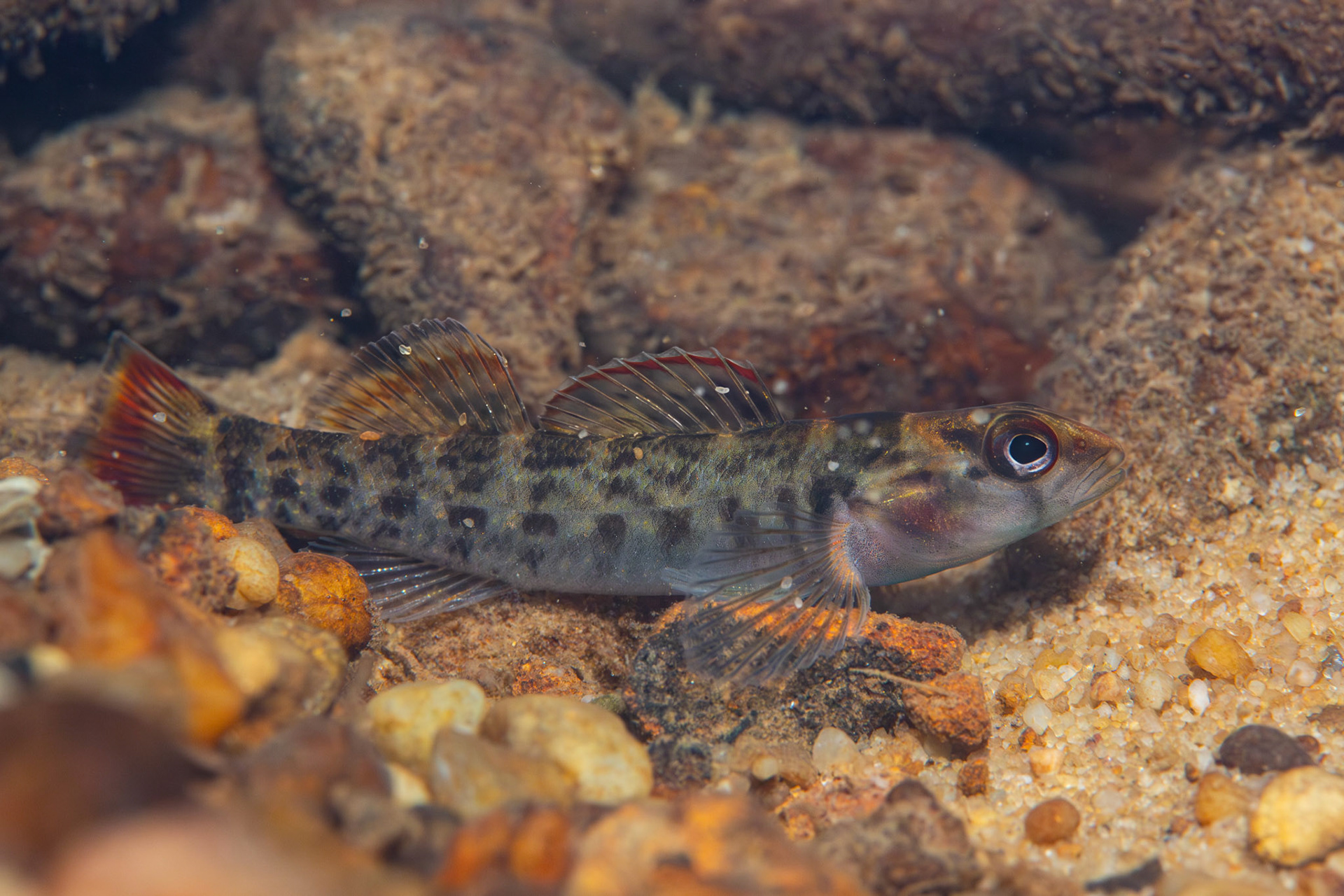 Tuskaloosa Darter