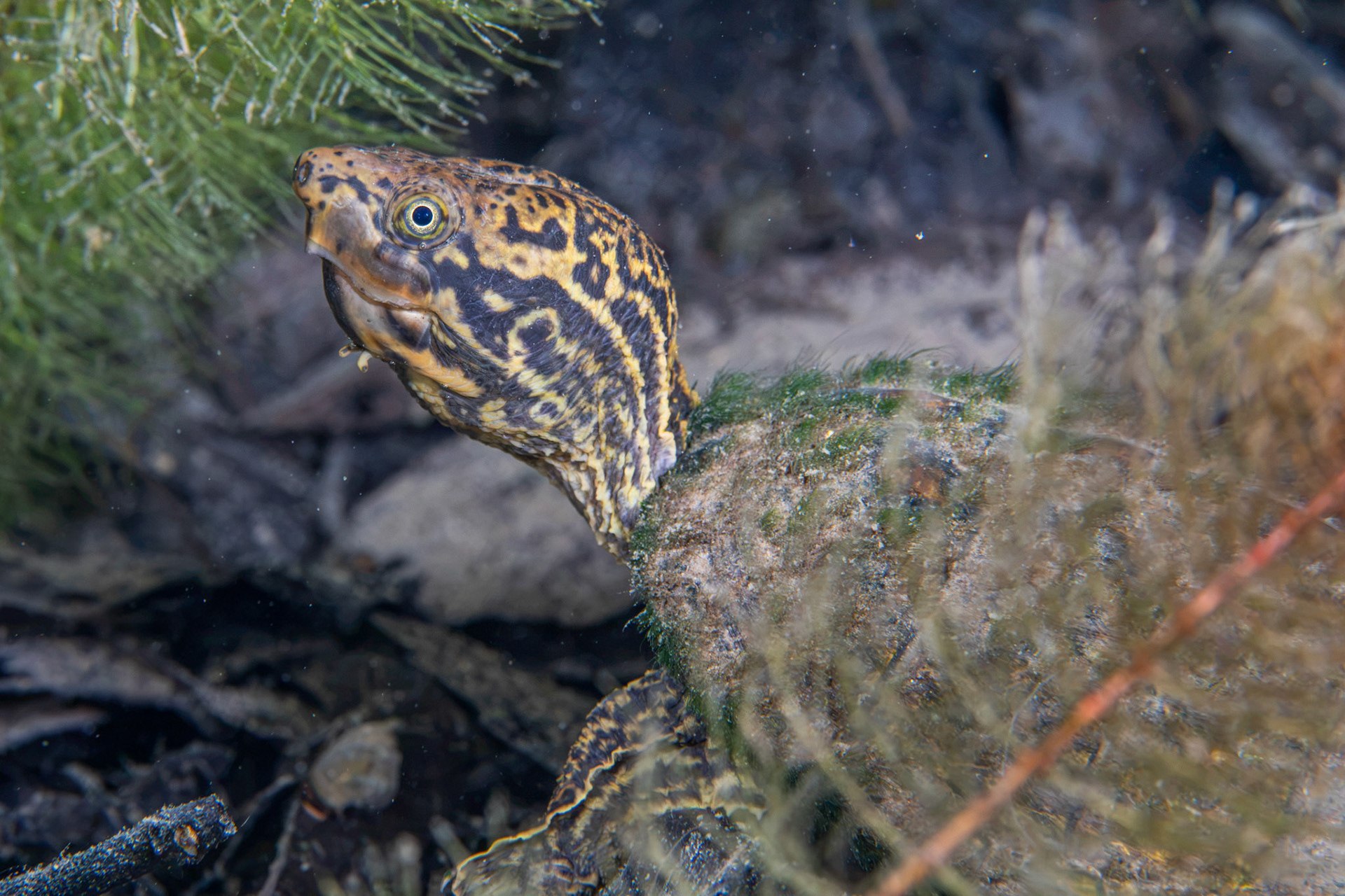 Stripe-necked Musk Turtle