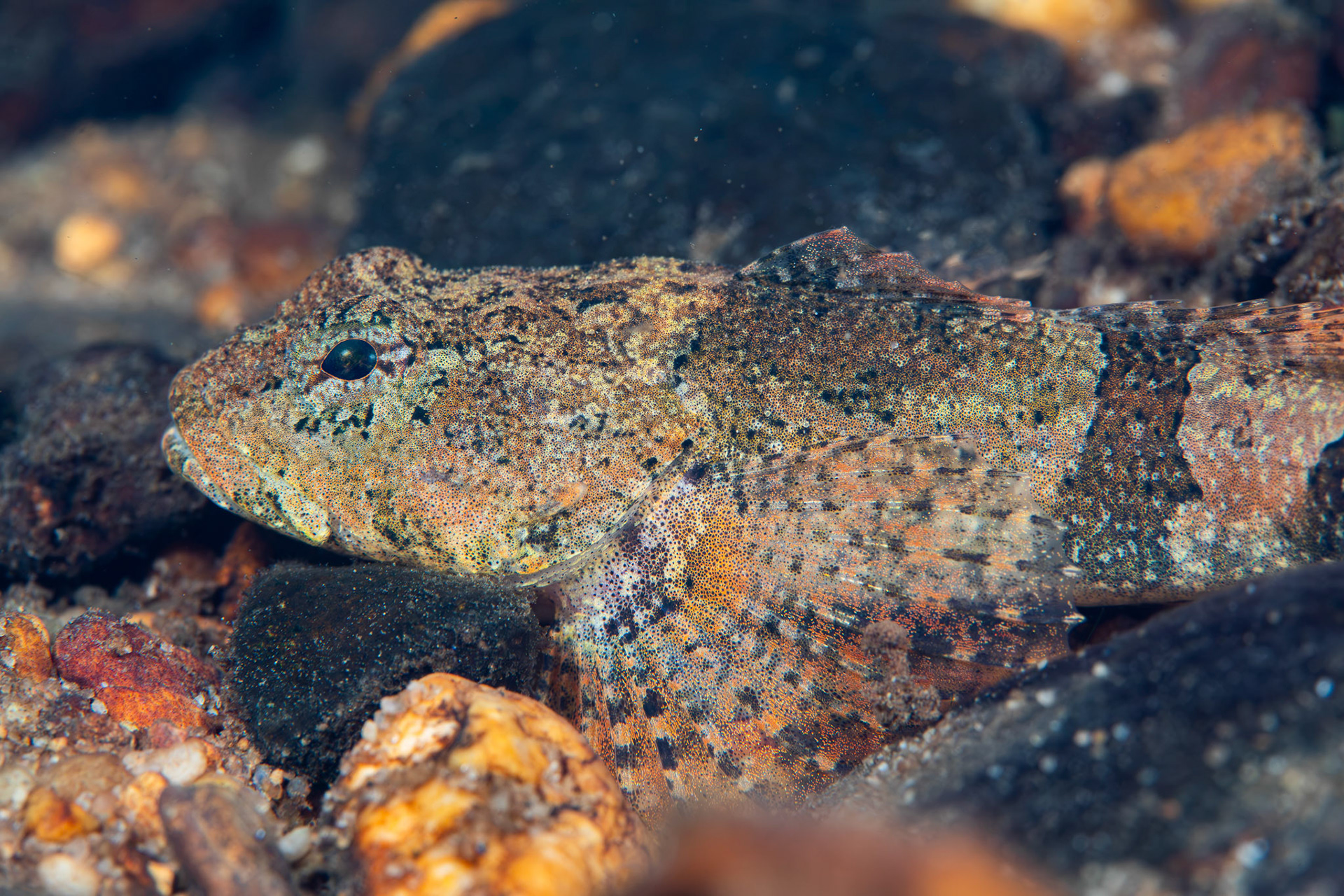 Banded Sculpin