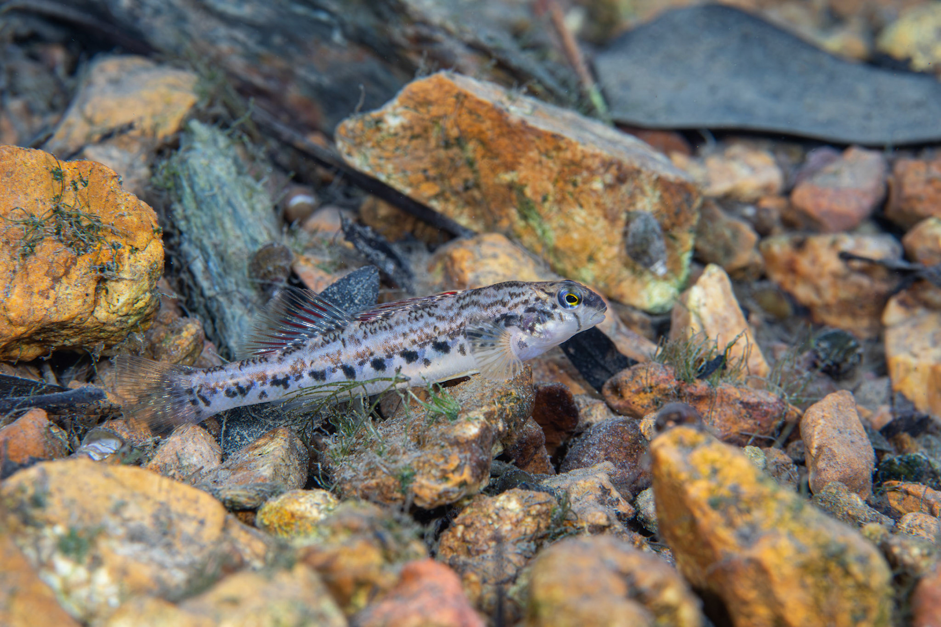 Coosa Darter