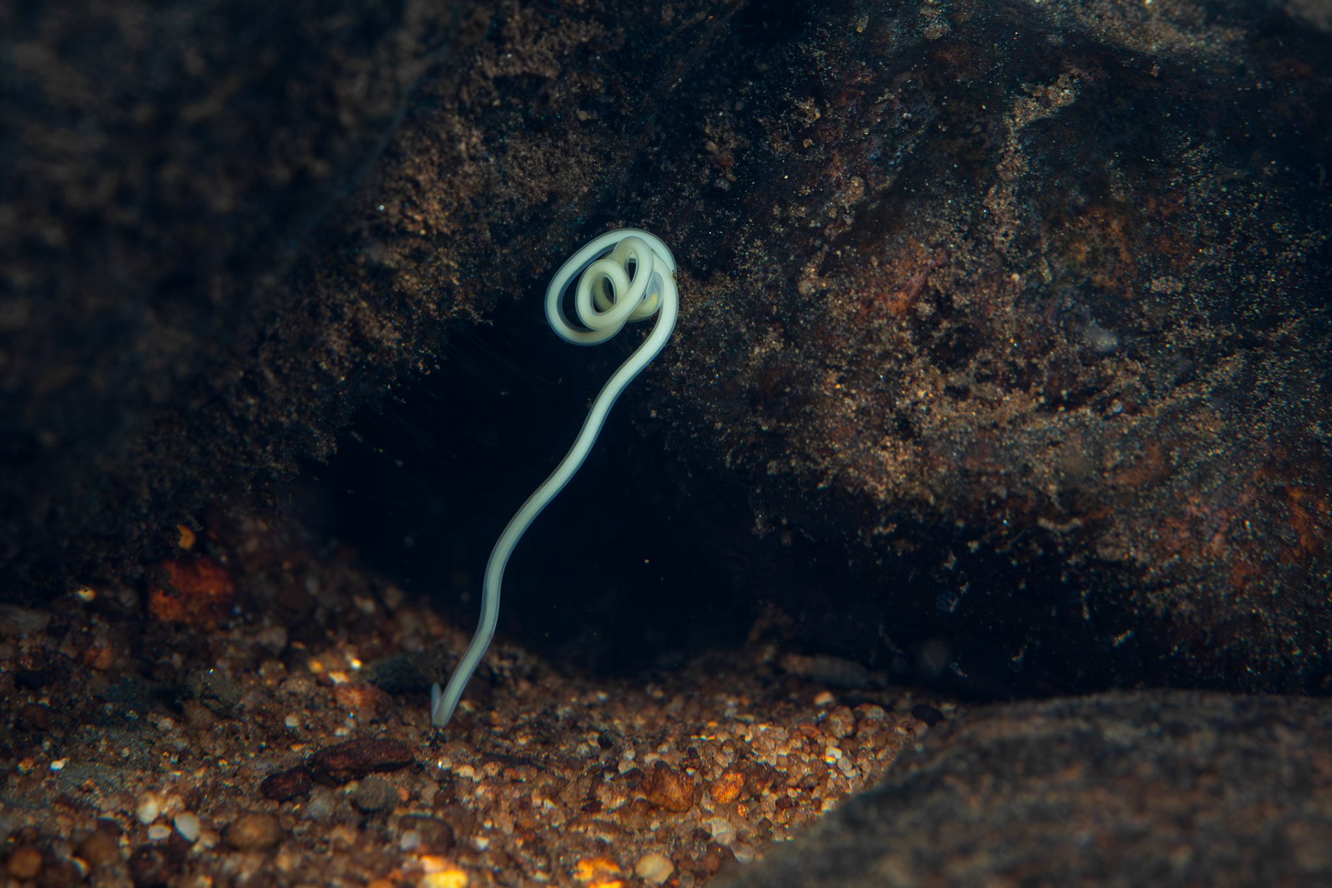Horsetail Worm