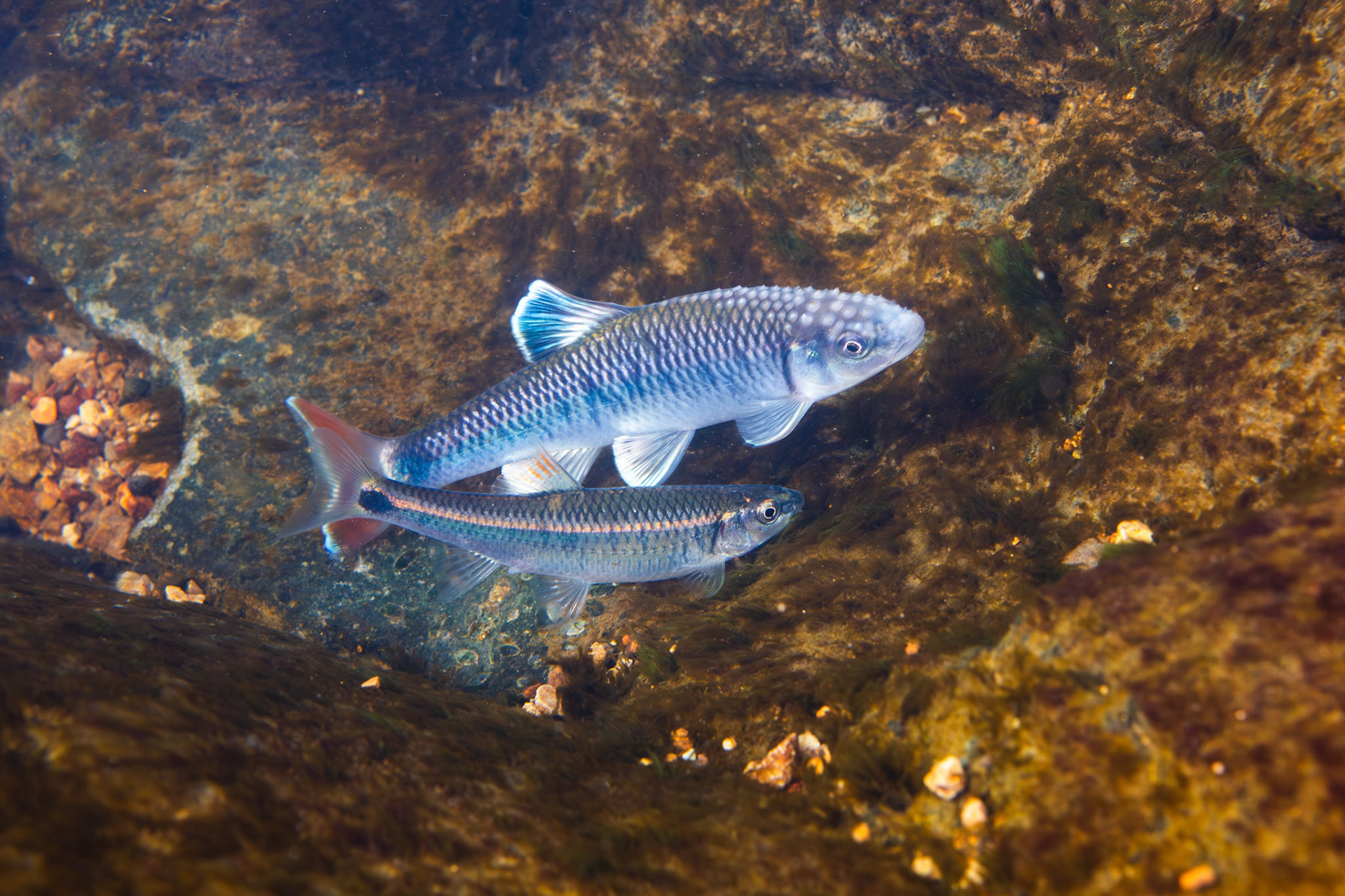 Alabama Shiner (Cyprinella callistia)