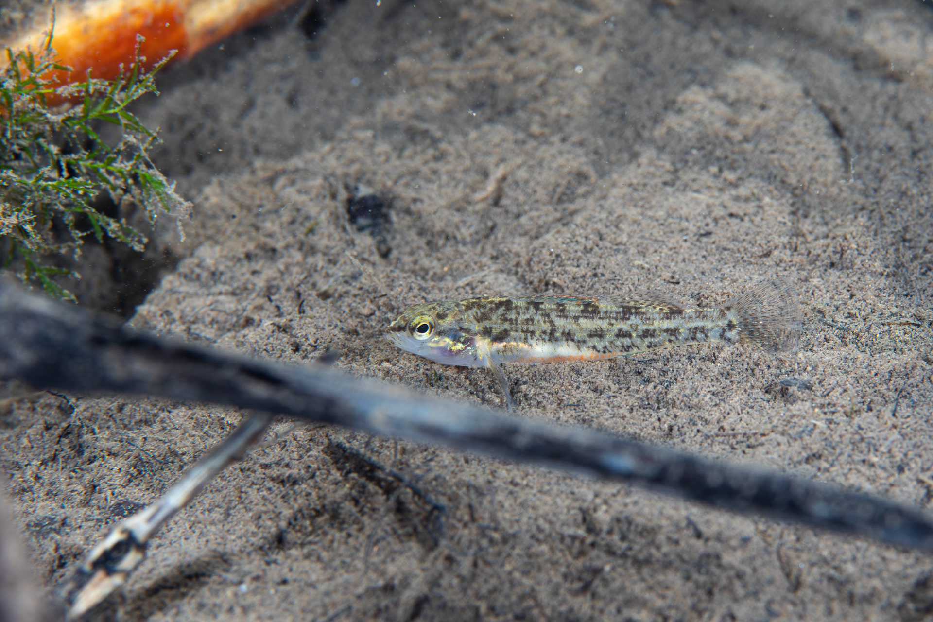Watercress Darter (Etheostoma nuchale)