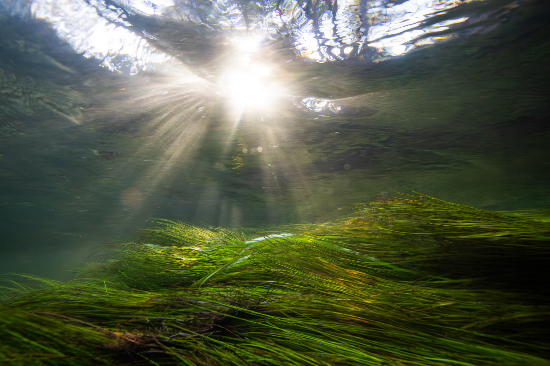 Tapegrass (Vallisneria sp.)