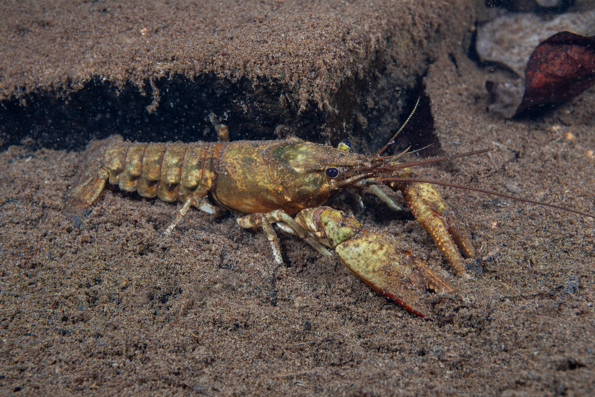 Powerful Crayfish