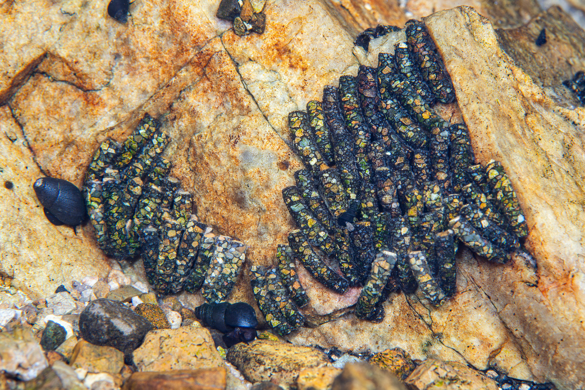 Caddisfly Larvae (Trichoptera)