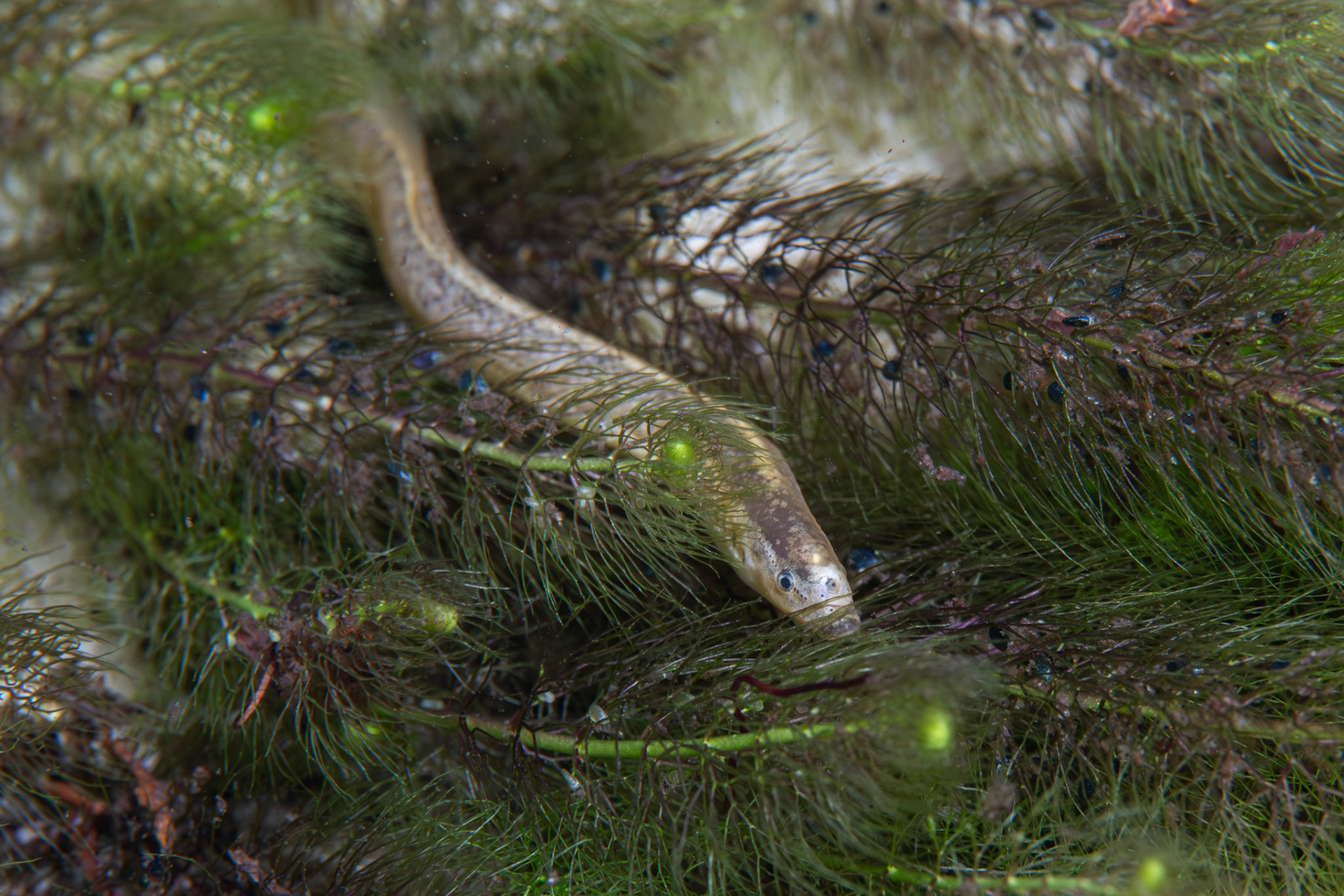 Southern Brook Lamprey (Ichthyomyzon gagei)