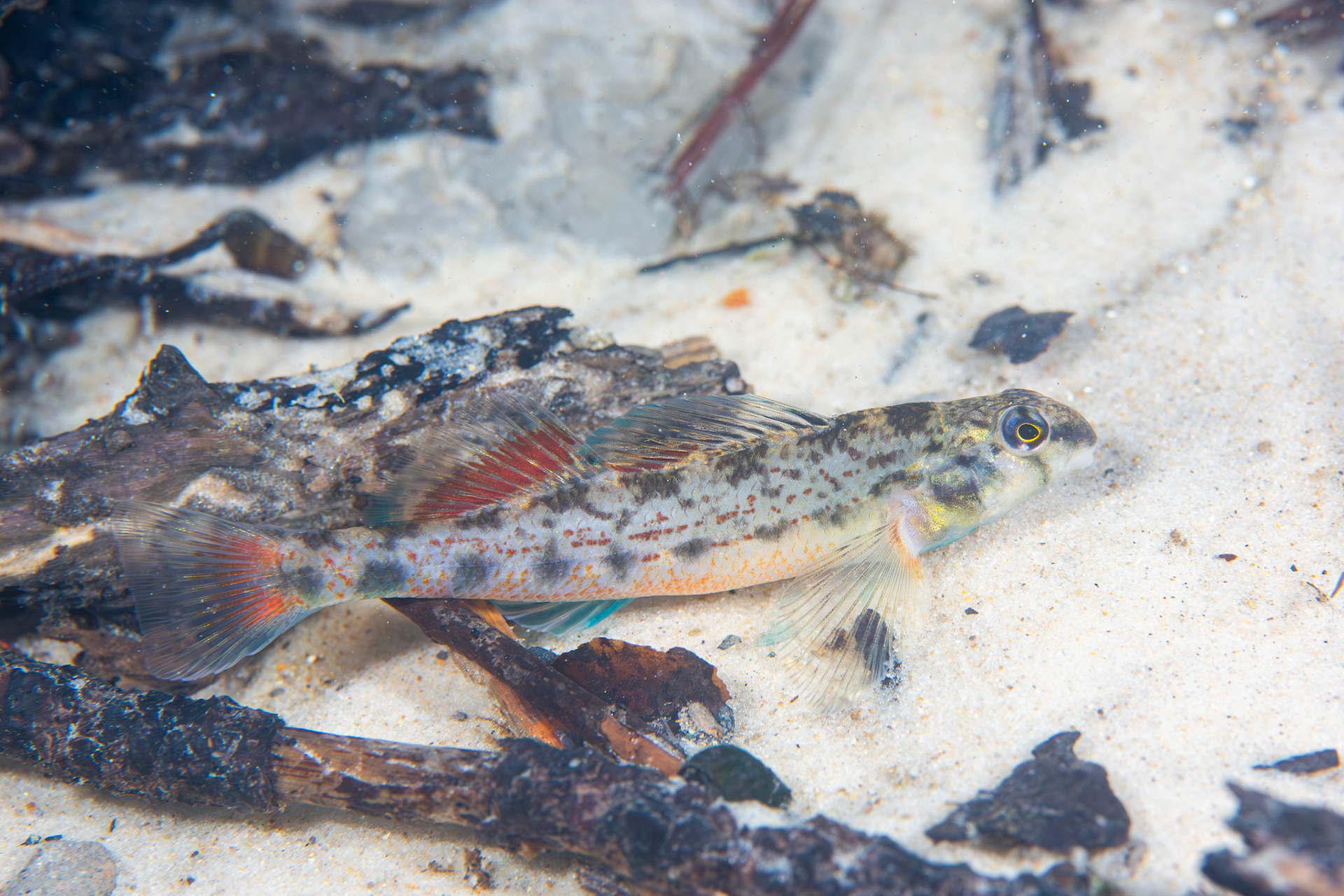 Coastal Darter