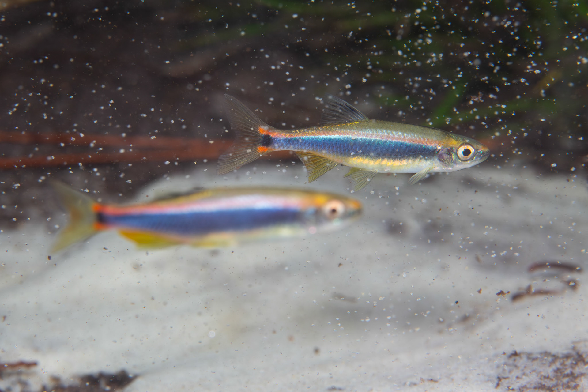 Sailfin Shiners (Pteronotropis hypselopterus)