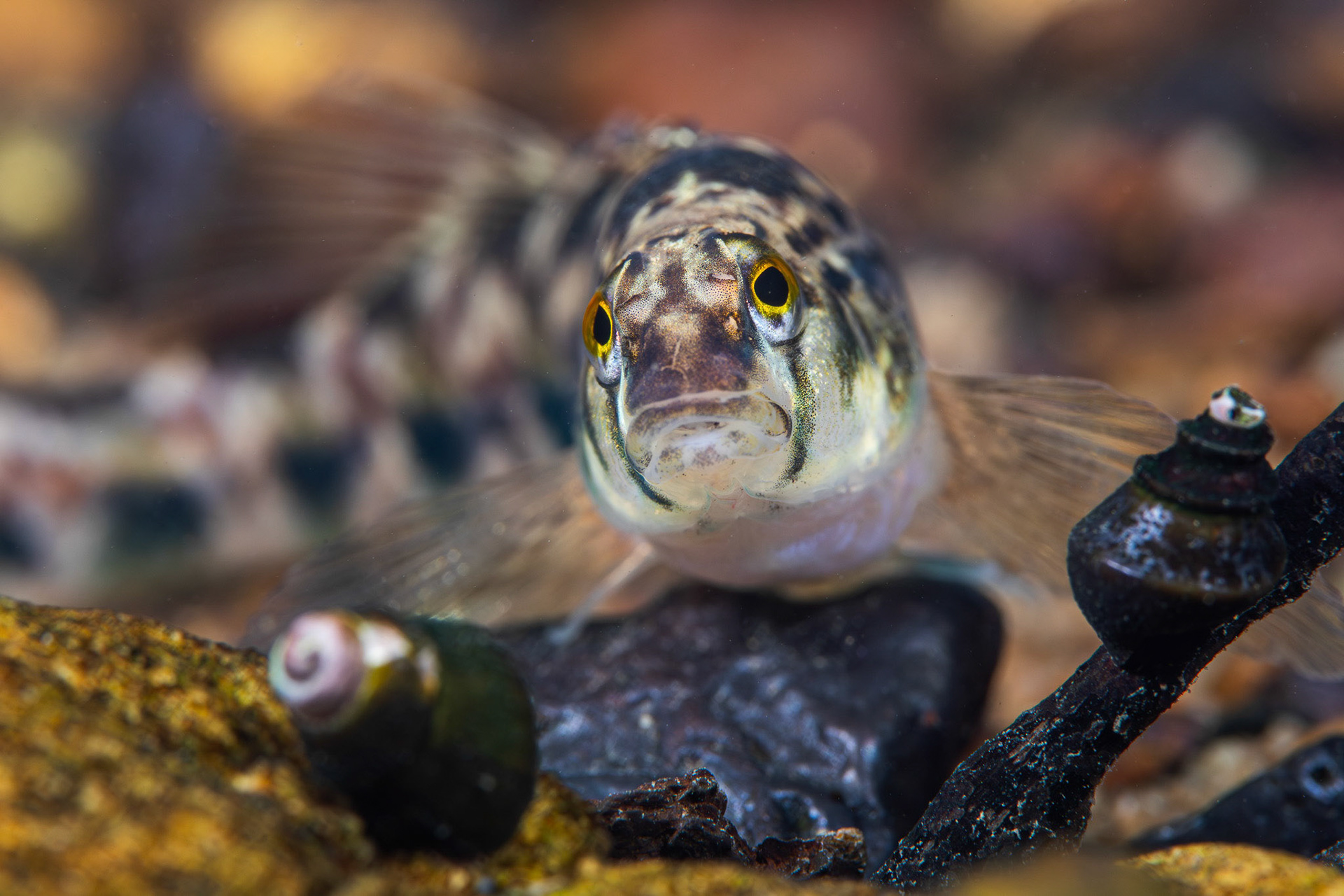 Coosa Darter