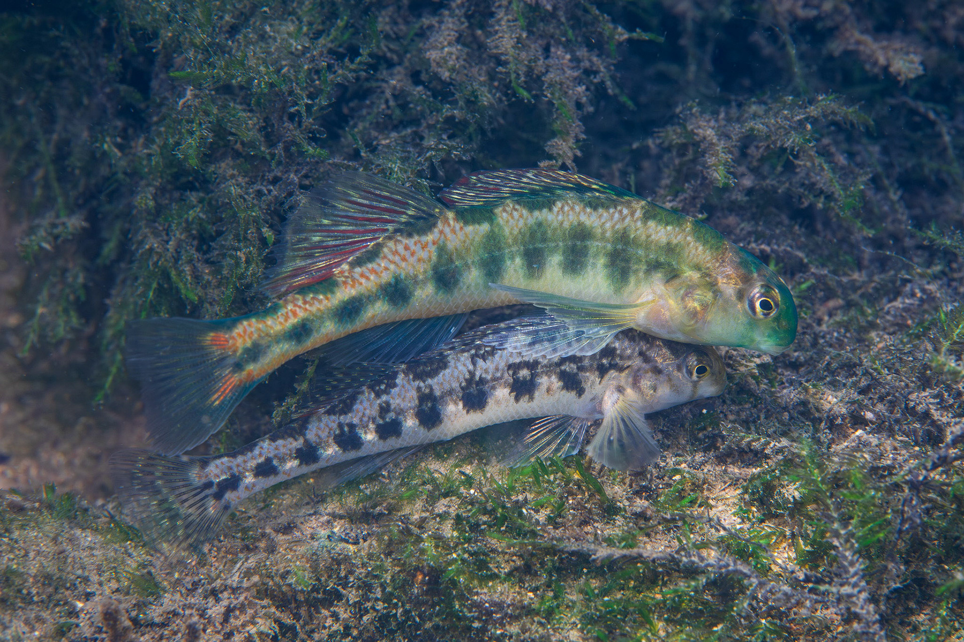 Tennessee Snubnose Darter