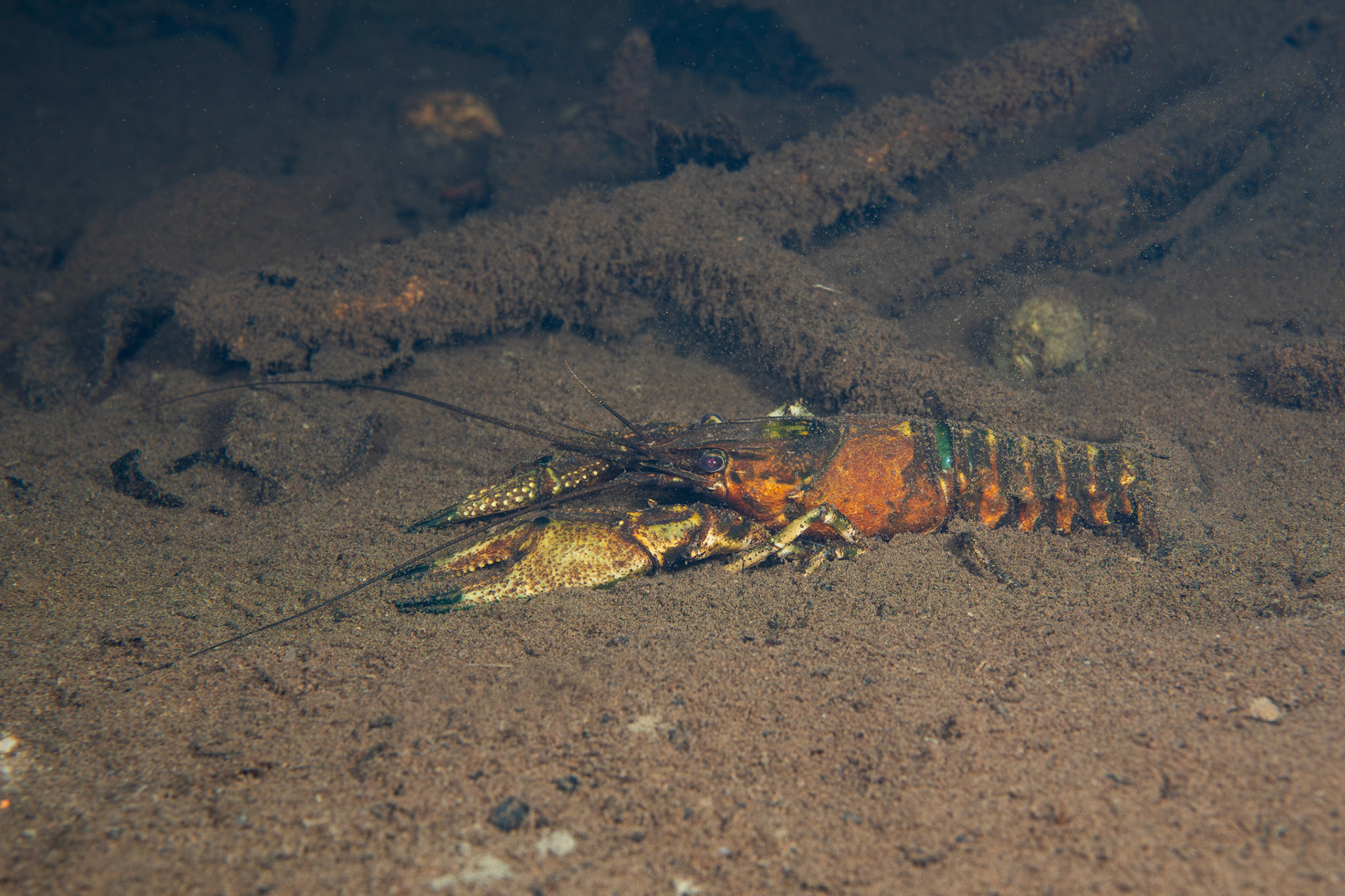 Powerful Crayfish