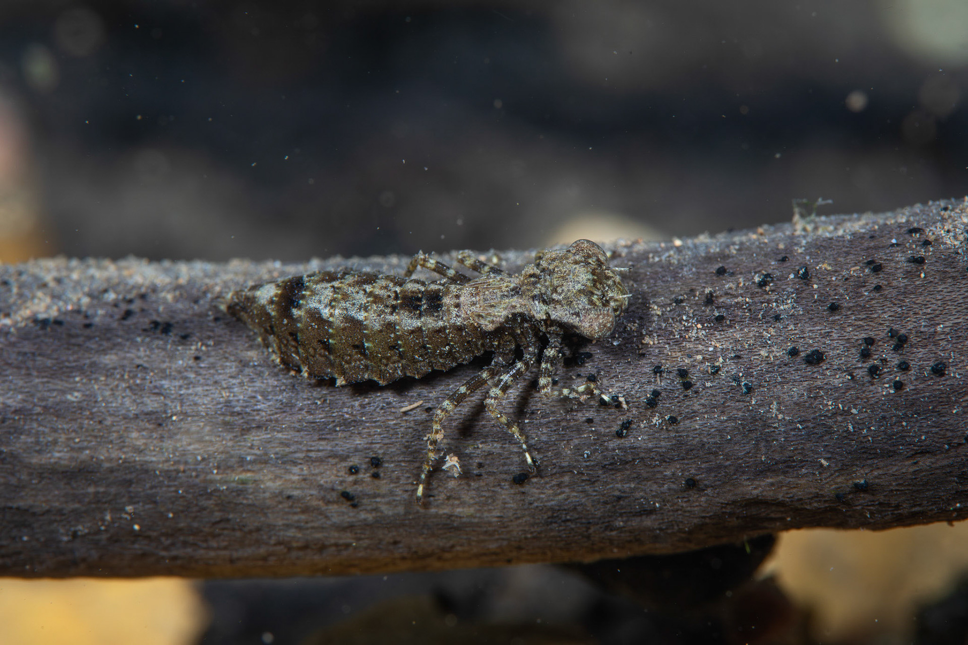 Springtime Darner