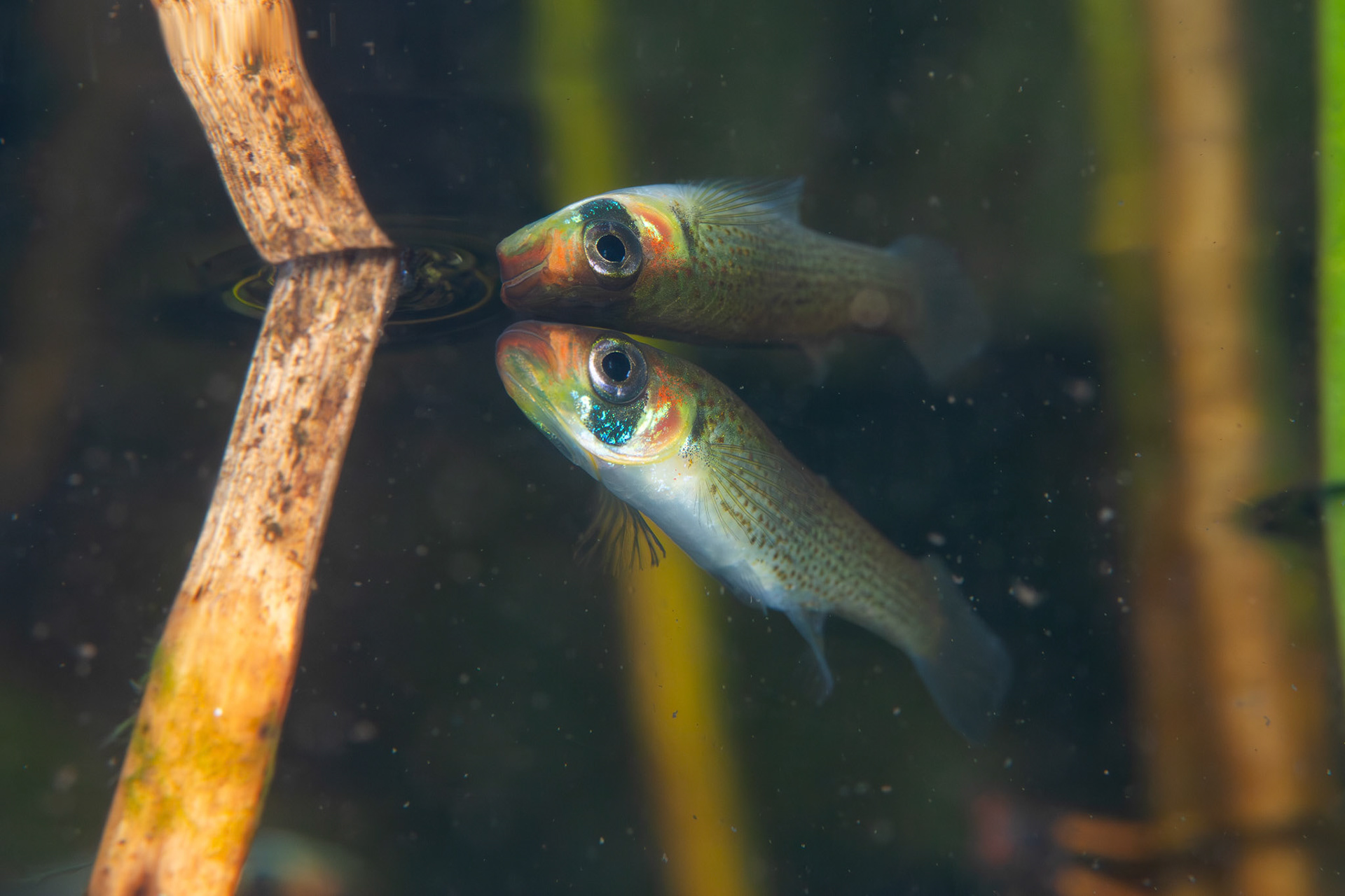 Russetfin Topminnow (Fundulus escambiae)
