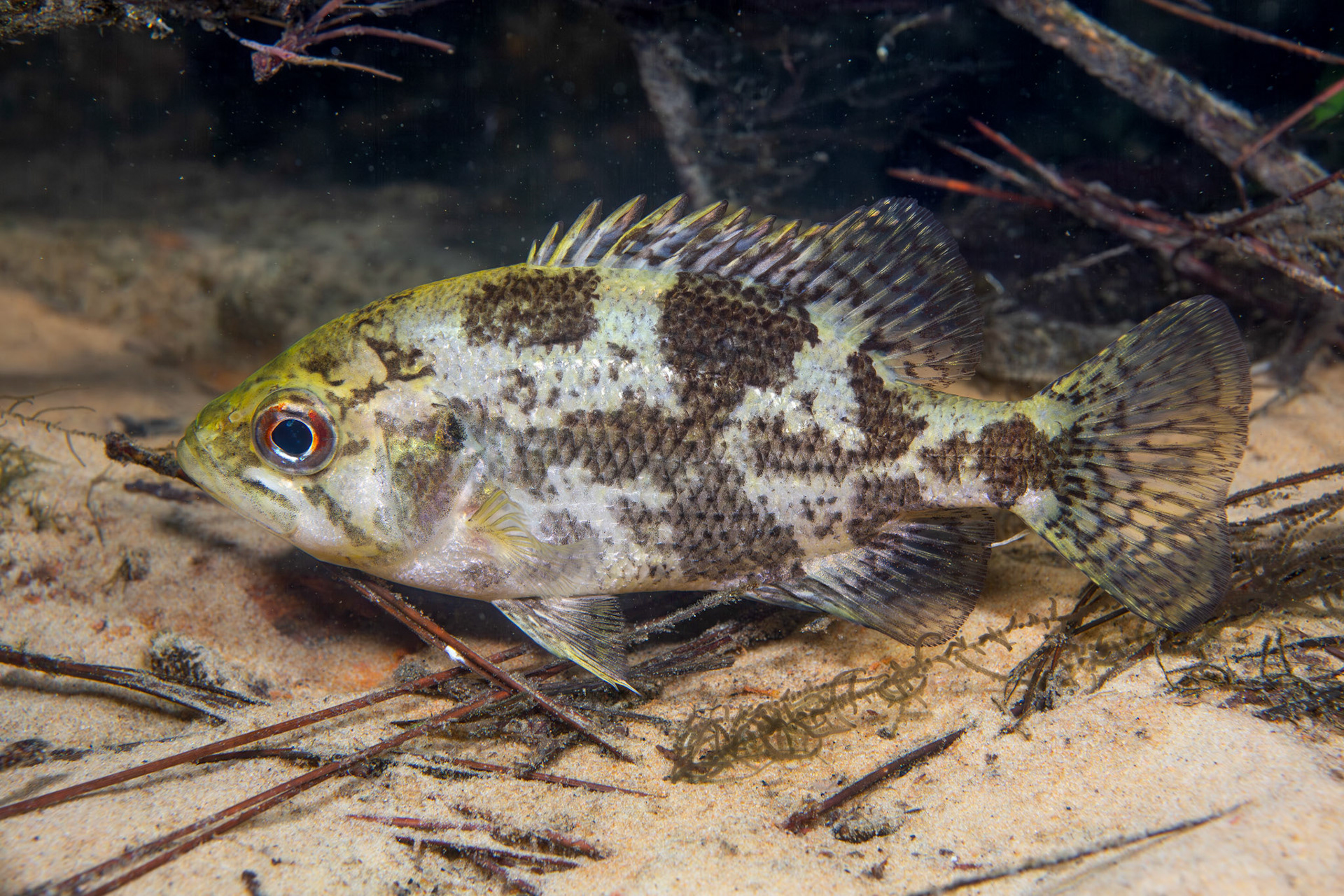 Shadow Bass (Ambloplites ariommus)
