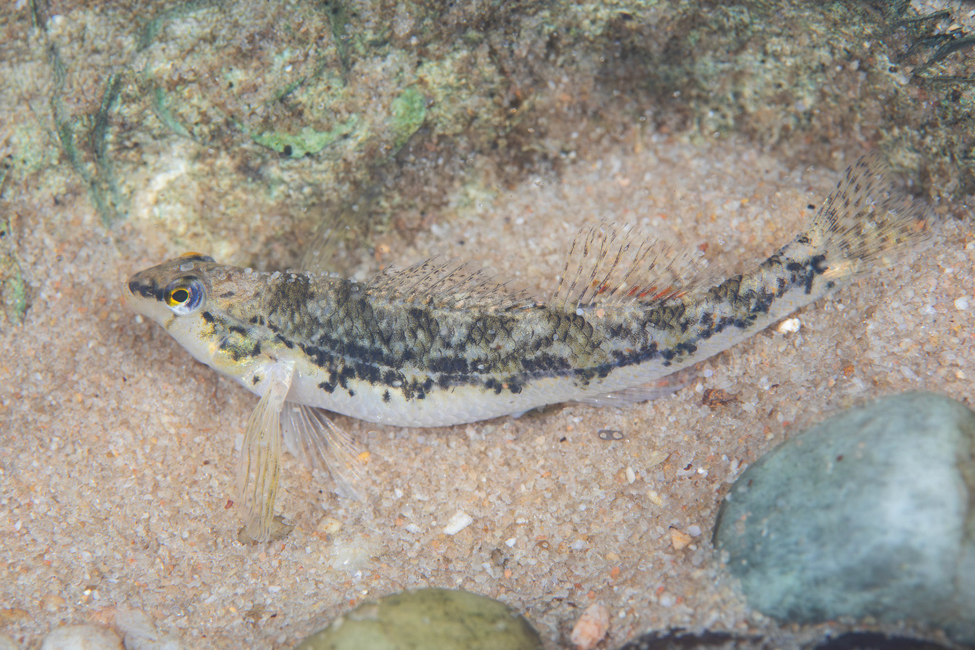 Alabama Darter