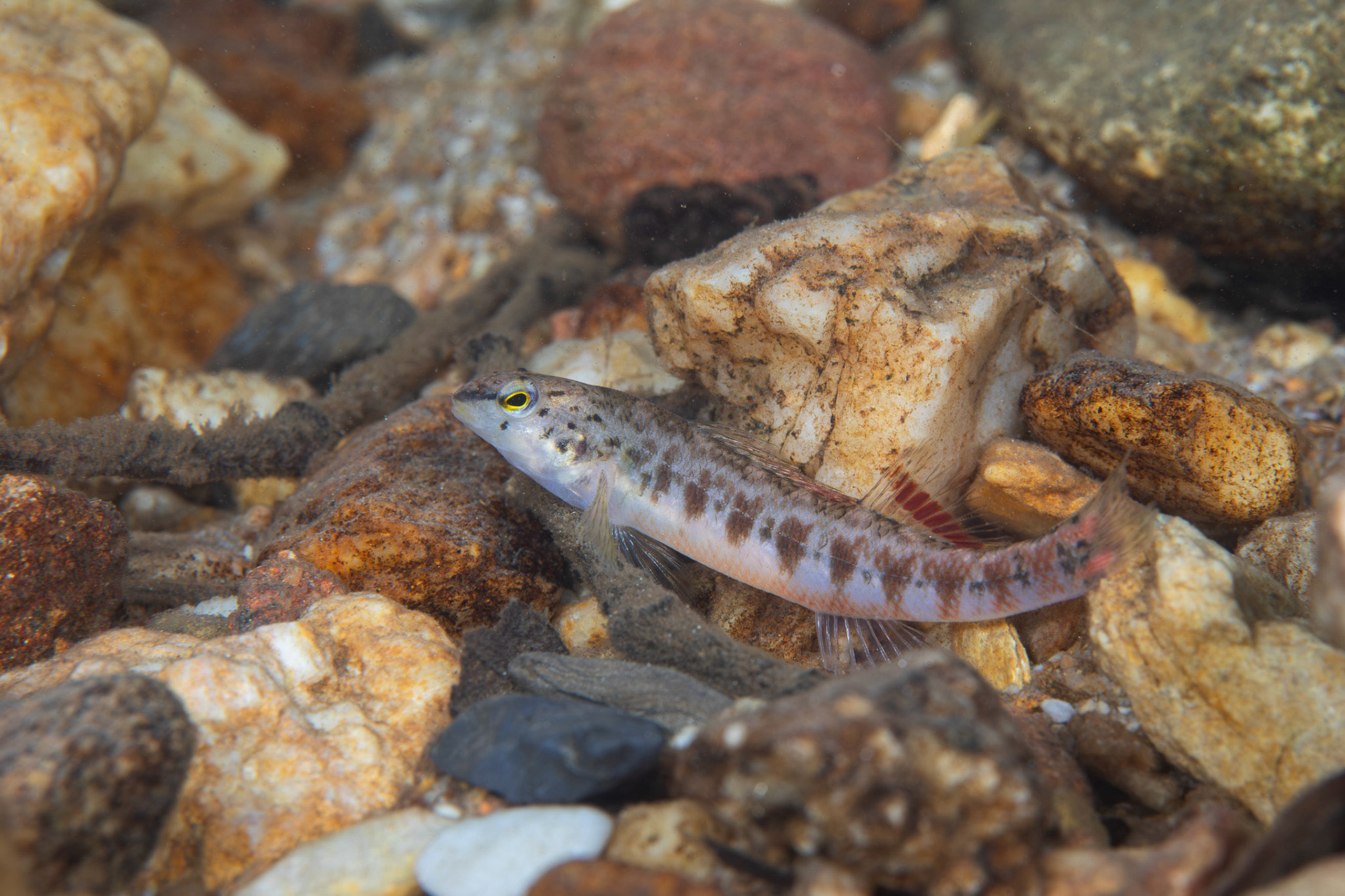 Tallapoosa Darter