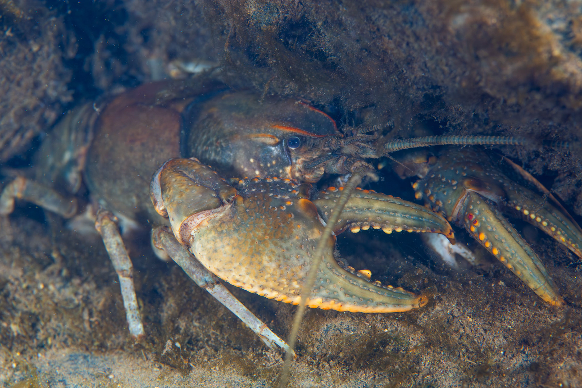Cambarus sp.