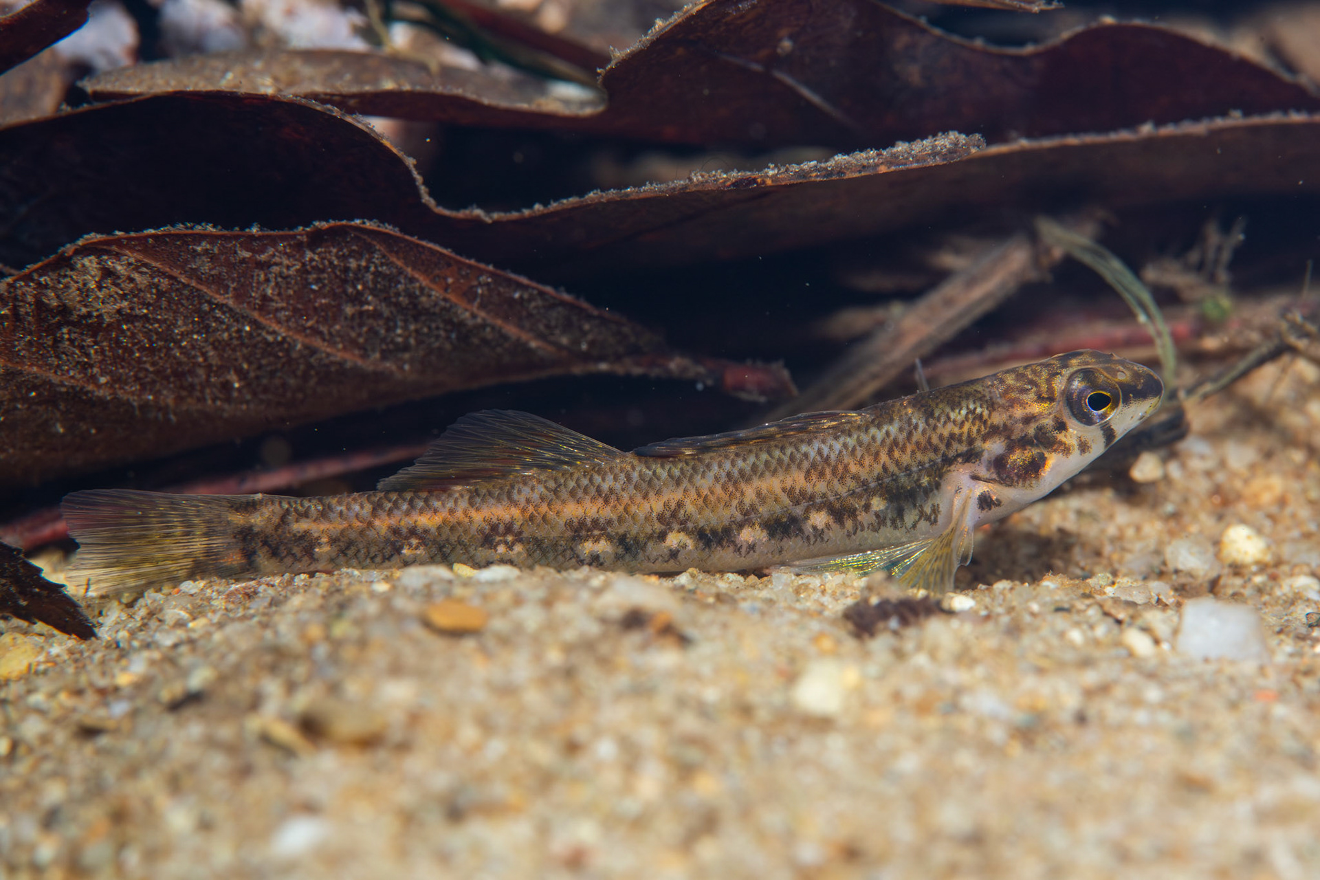 Coosa Darter