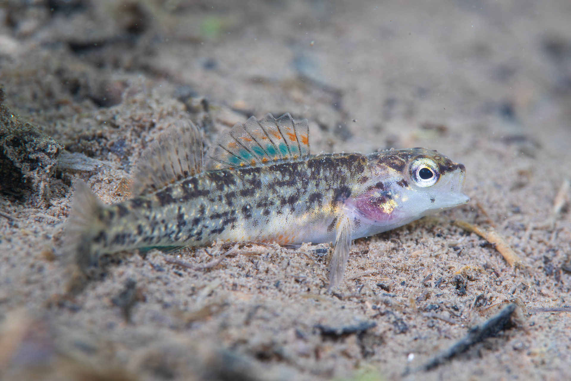 Watercress Darter (Etheostoma nuchale)