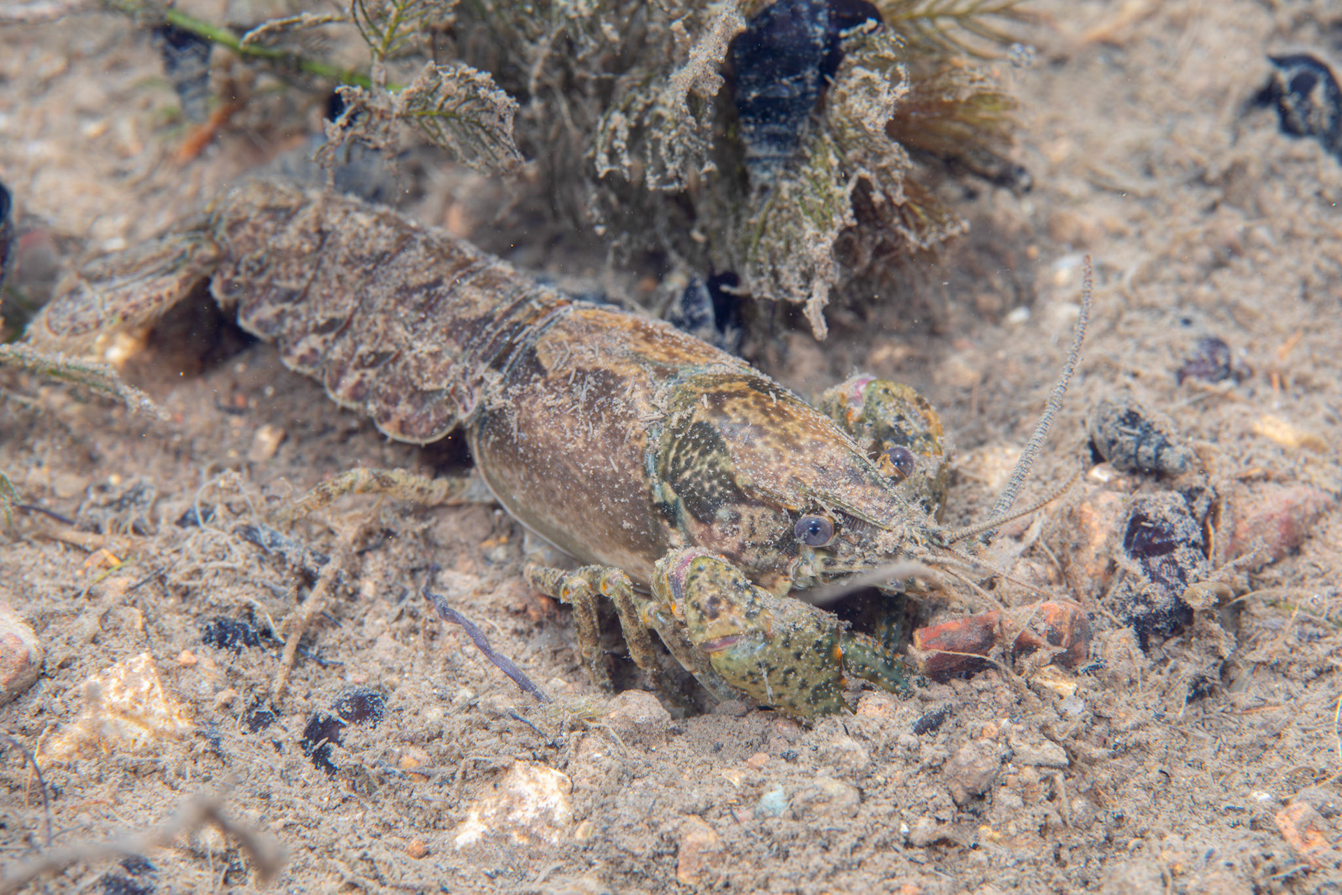 Virile Crayfish