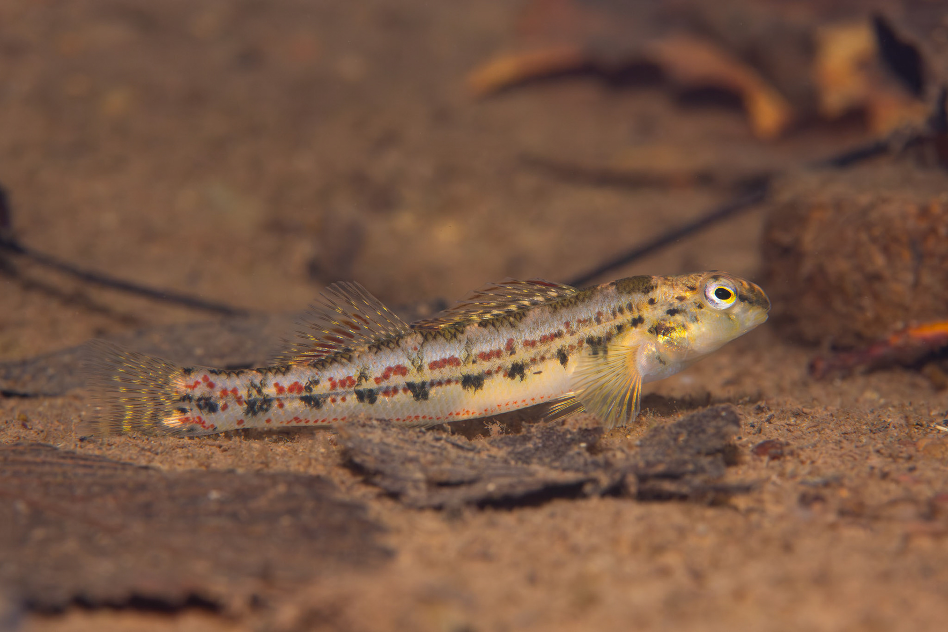 Sipsey Fork Darter