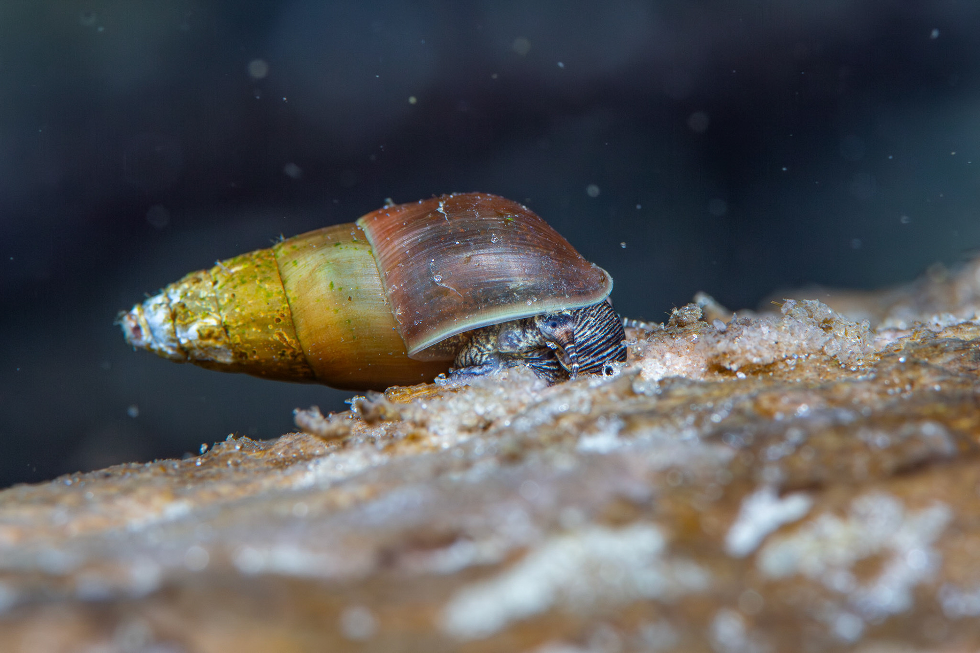 Elimia sp.