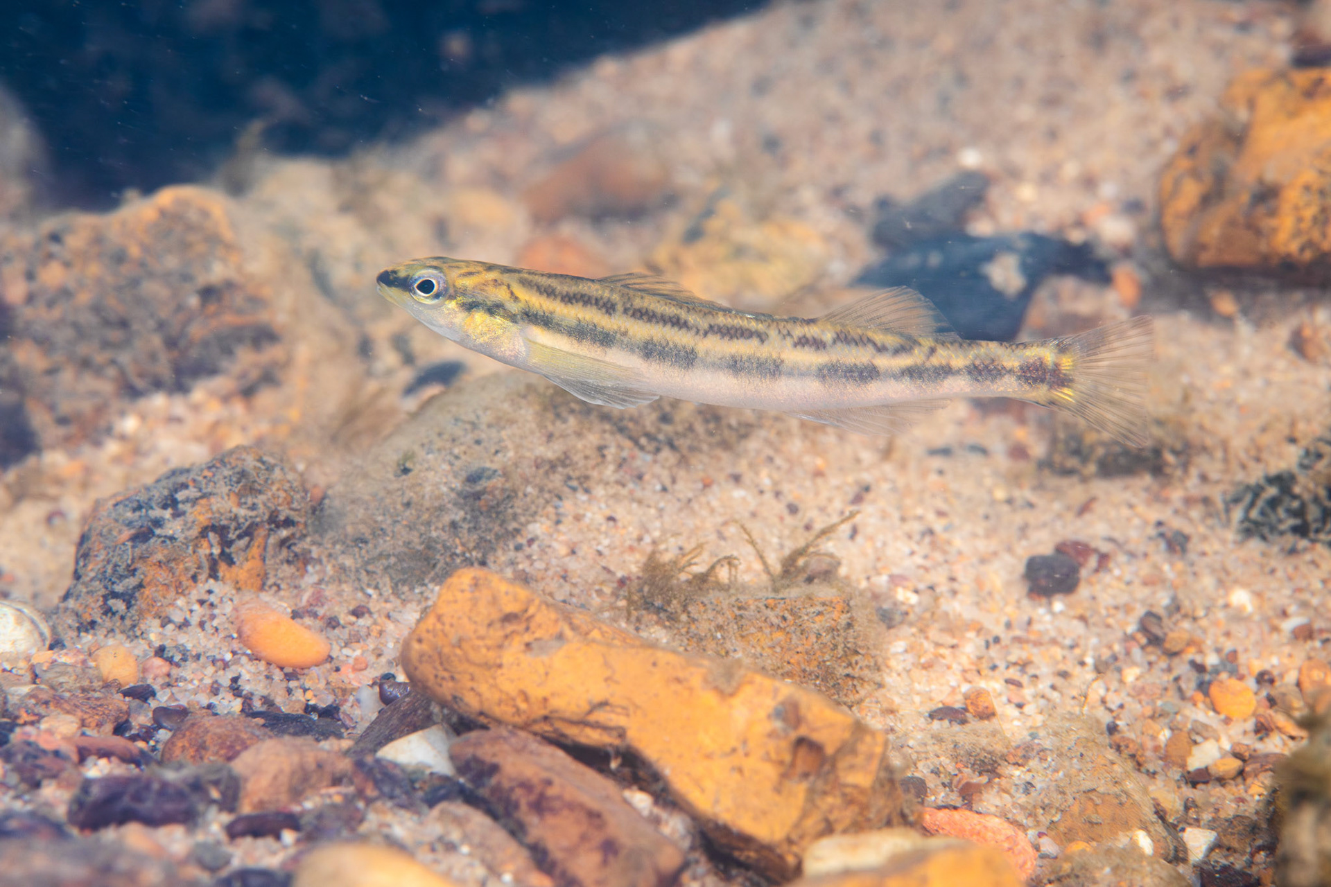 Goldline Darter