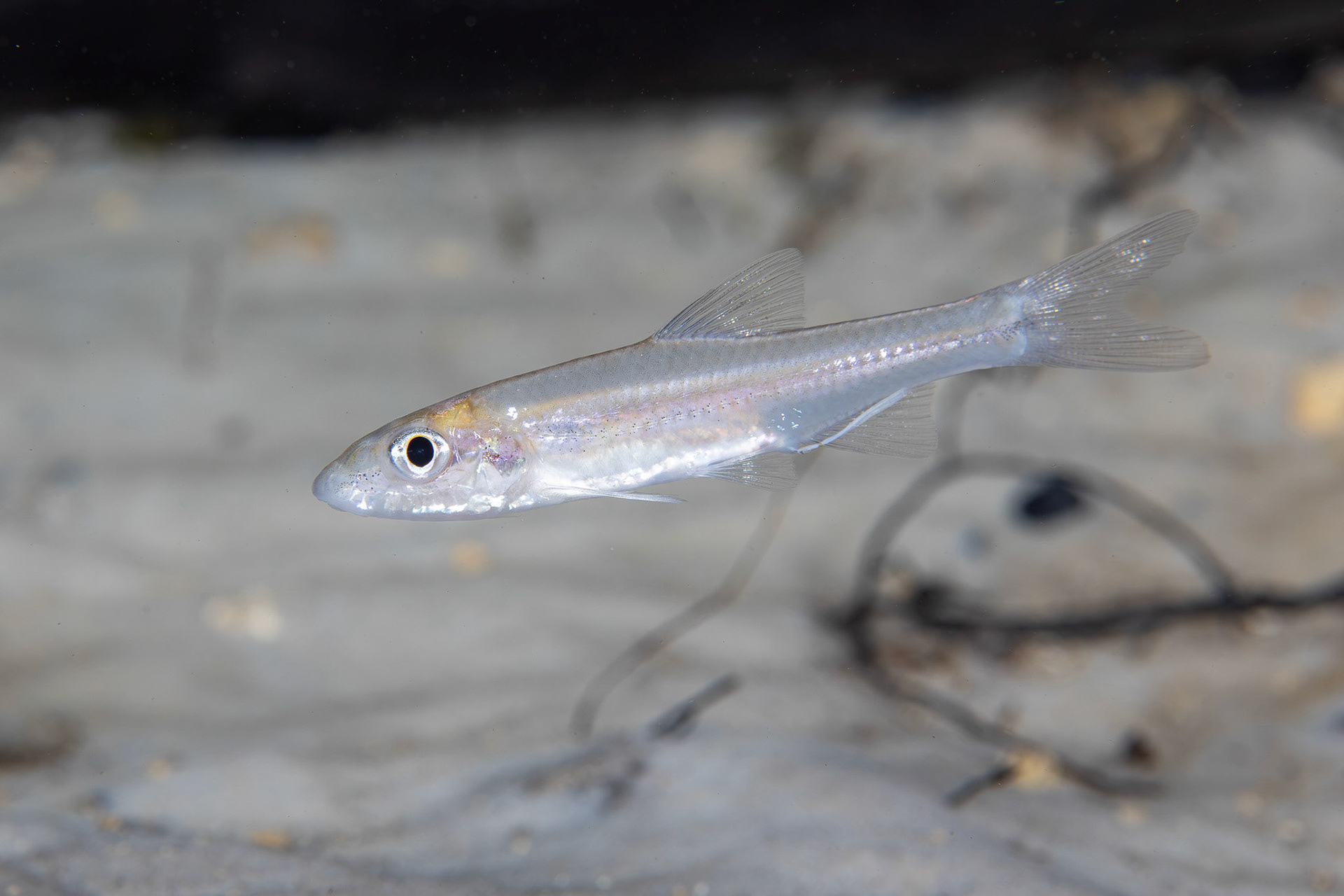 Longjaw Minnow