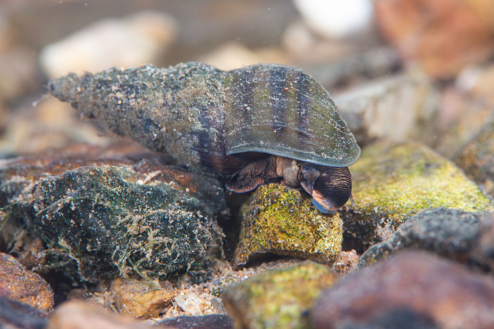 Elimia sp.
